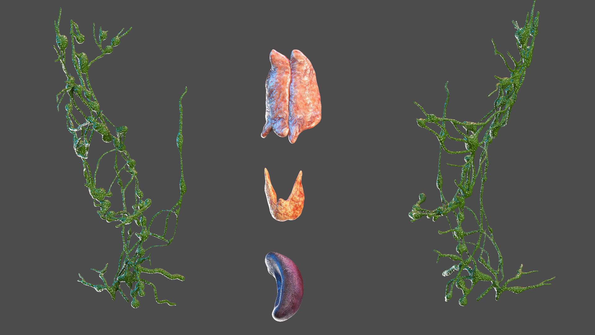 3D Young Man Full Body Anatomy Fur