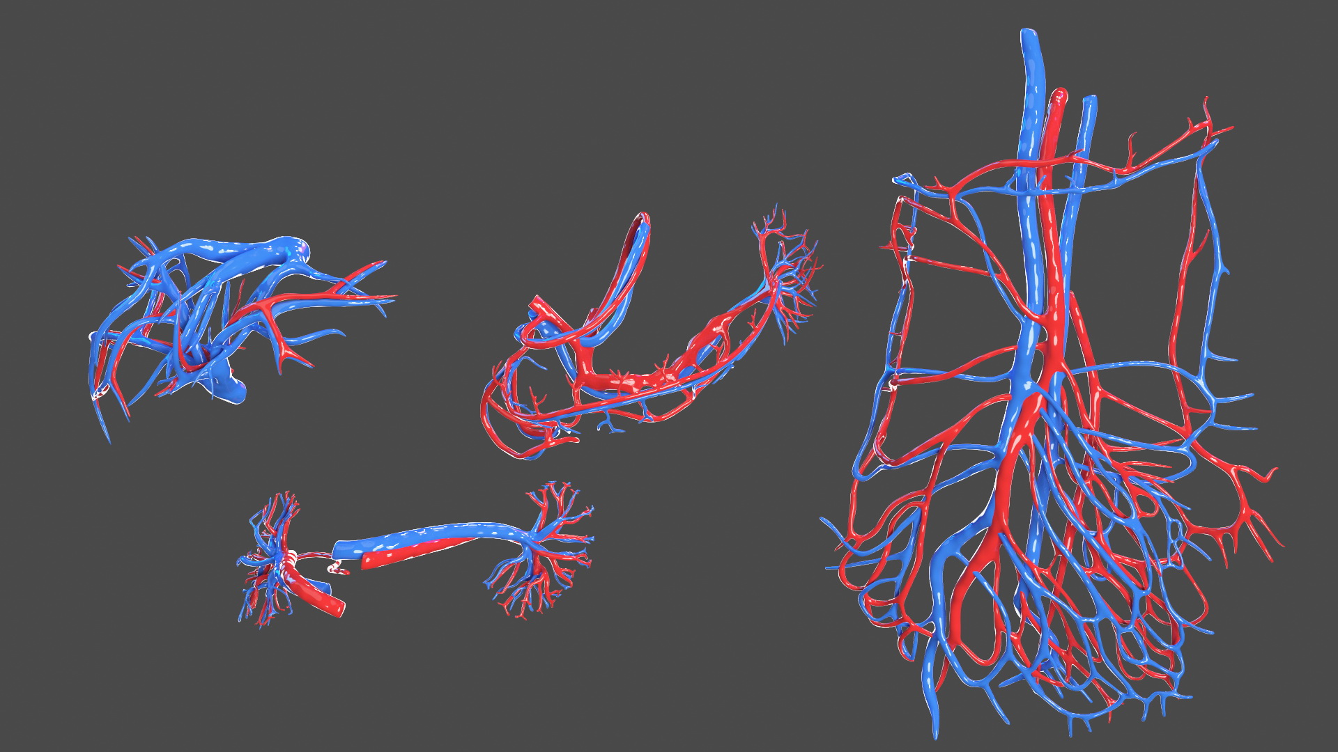3D Young Man Full Body Anatomy Fur