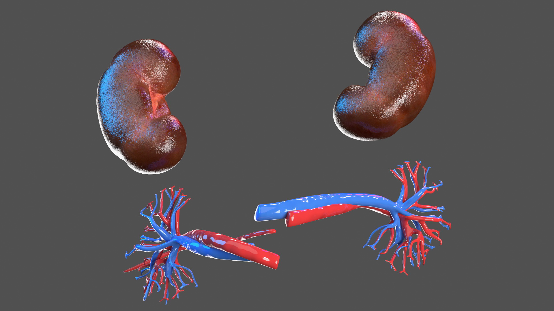 3D Young Man Full Body Anatomy Fur