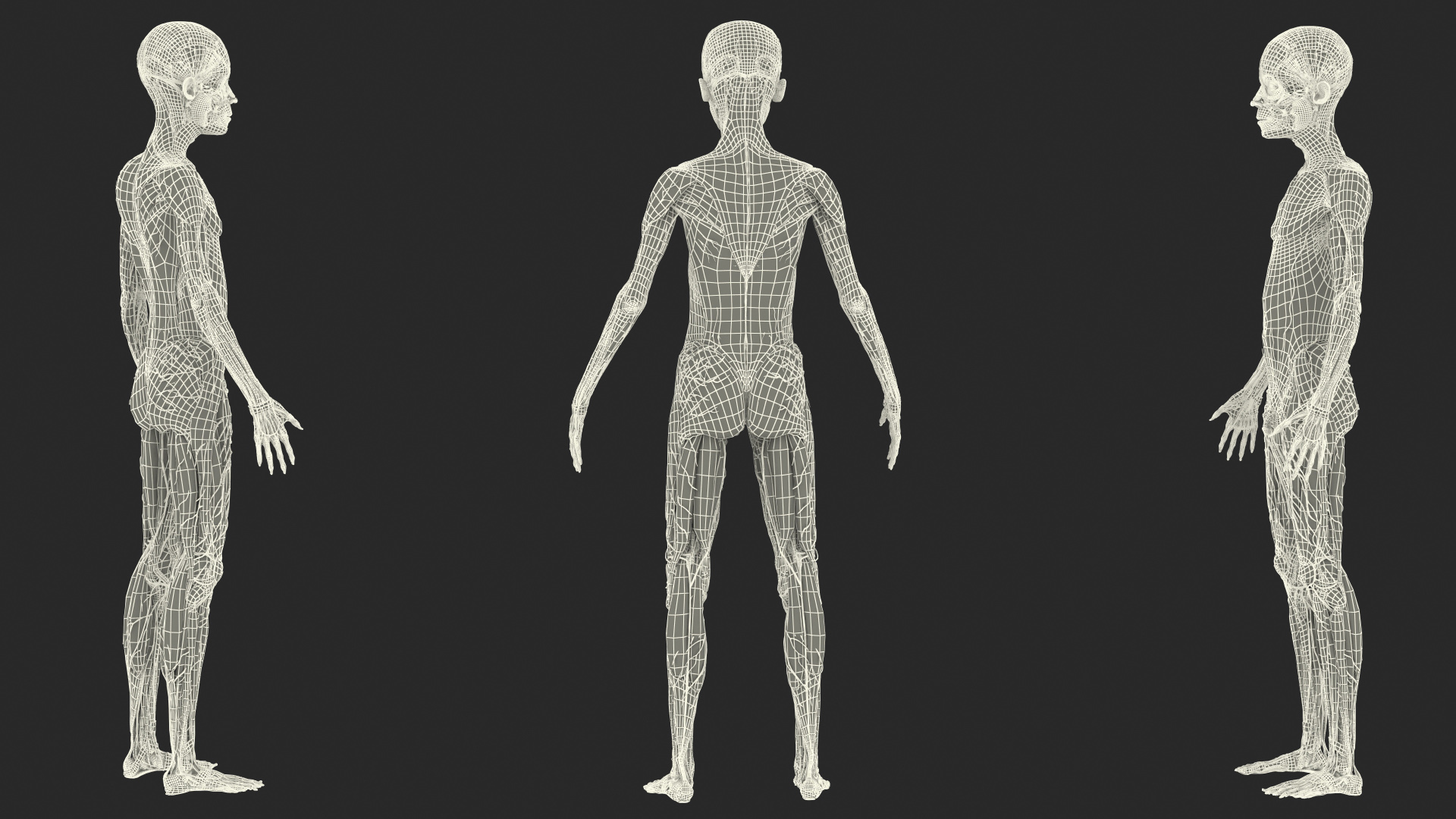 3D Young Man Full Body Anatomy Fur