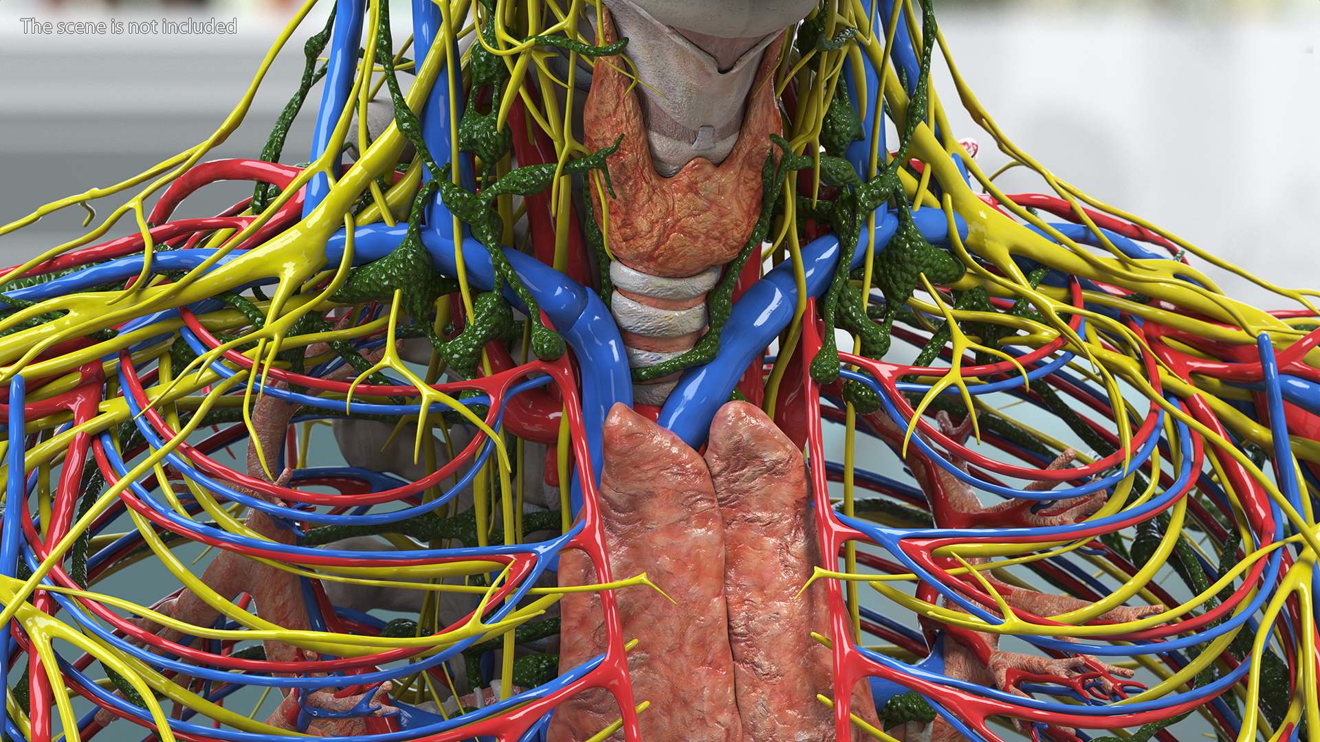 3D Young Man Full Body Anatomy Fur