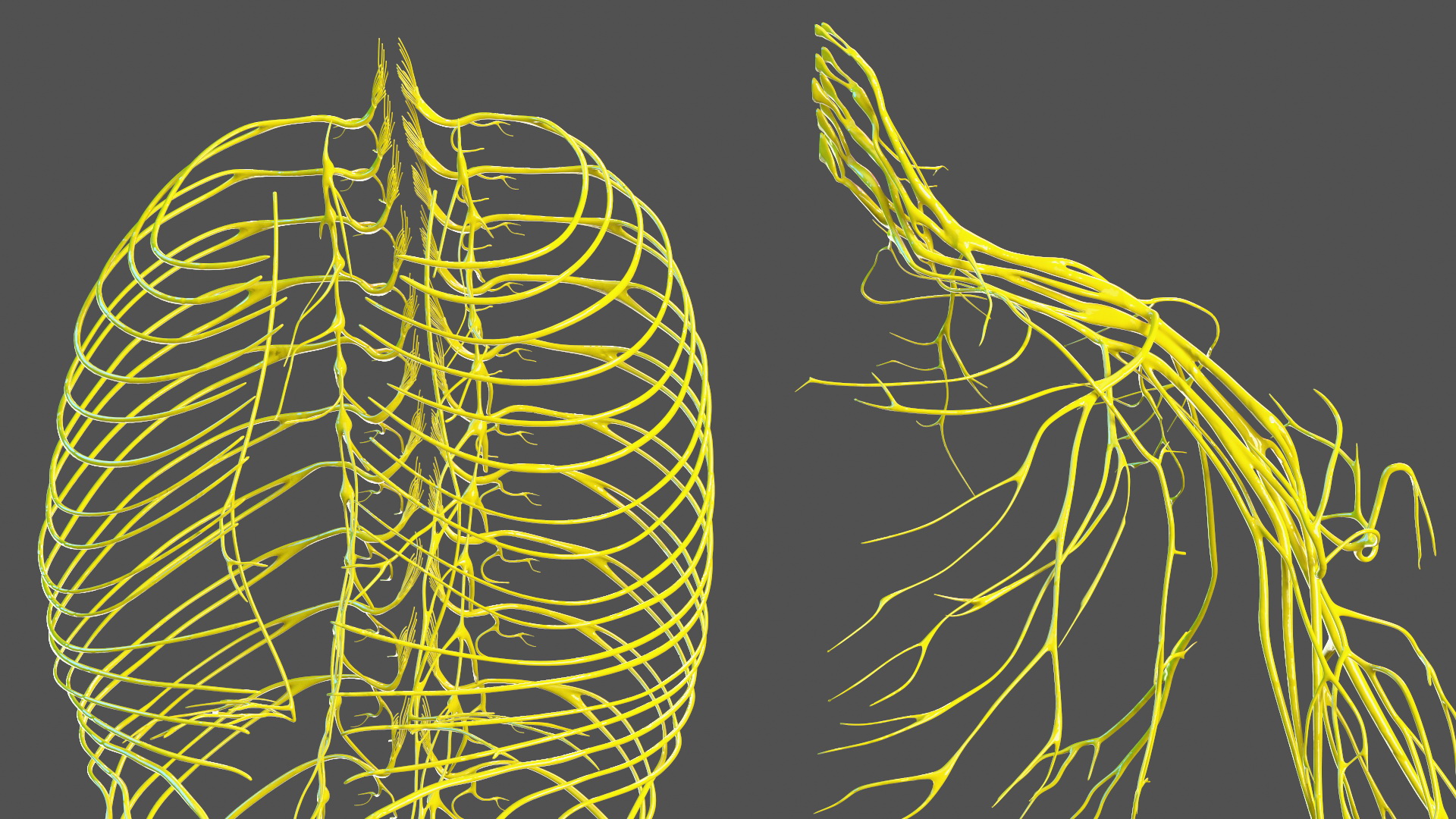 3D Young Man Full Body Anatomy Fur