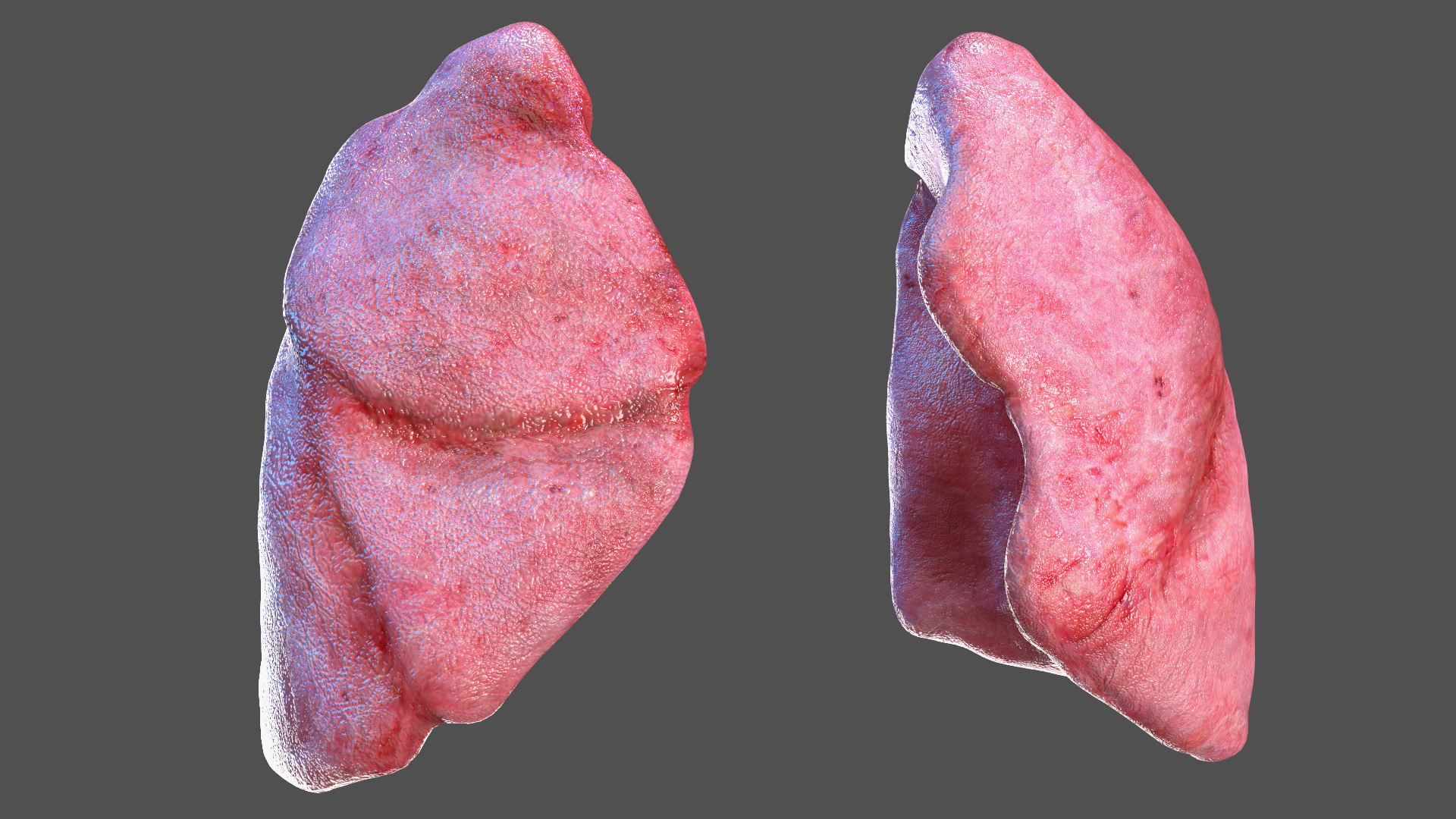 3D Young Man Full Body Anatomy Fur