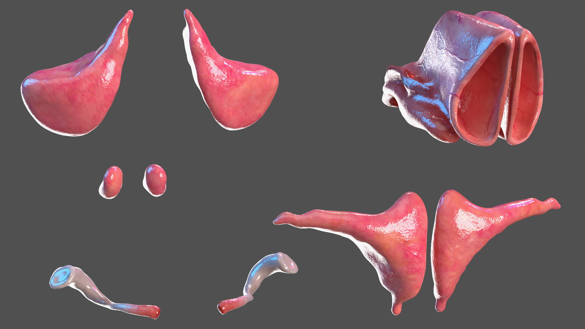 3D Young Man Full Body Anatomy Fur