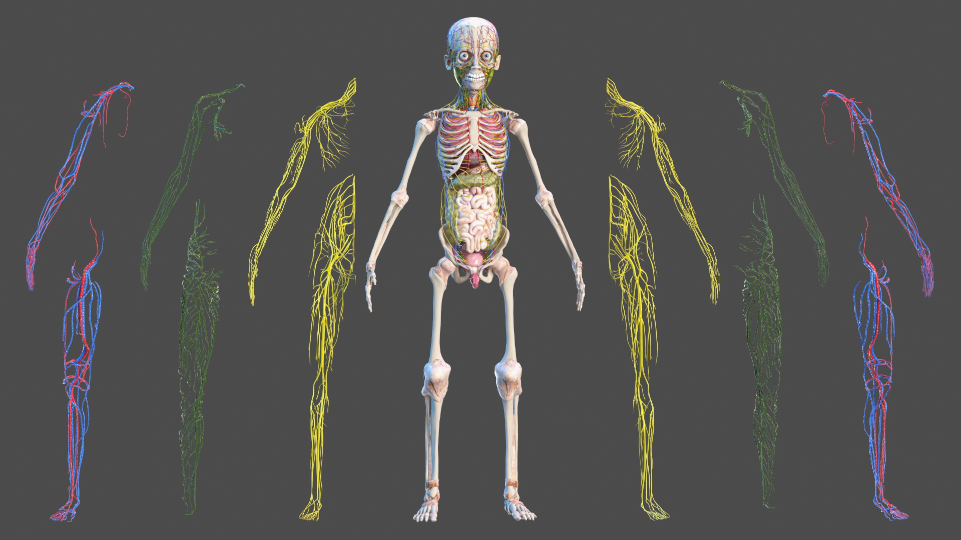 3D Young Man Full Body Anatomy Fur