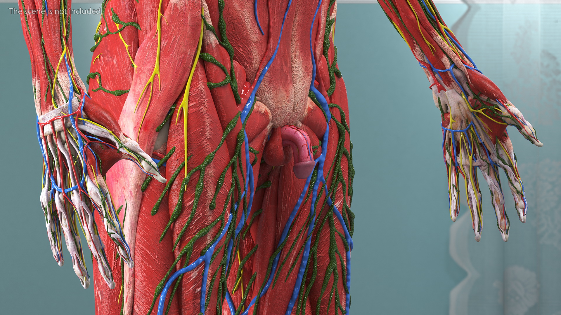3D Young Man Full Body Anatomy Fur