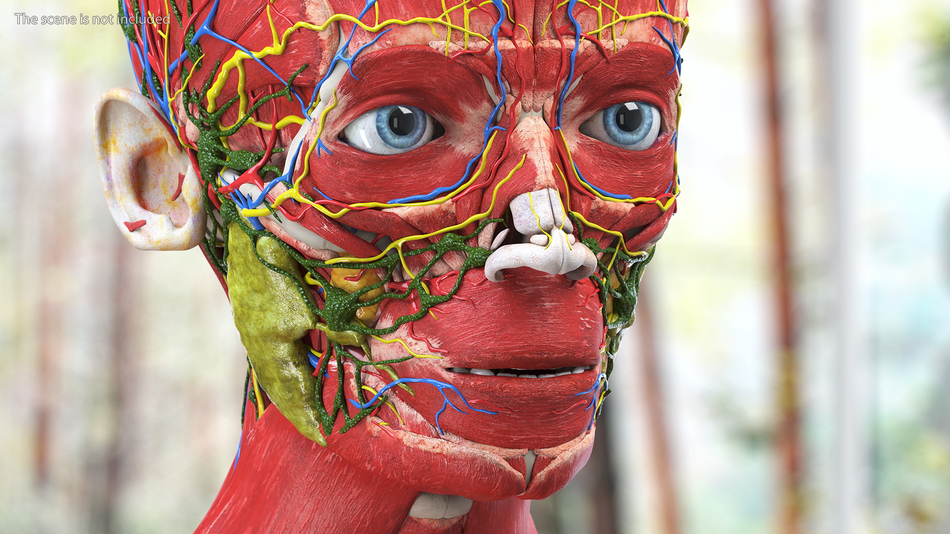 3D Young Man Full Body Anatomy Fur