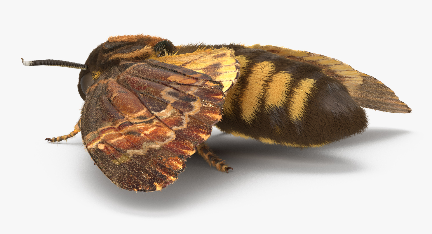 Deaths Head Hawkmoth with Fur 3D model
