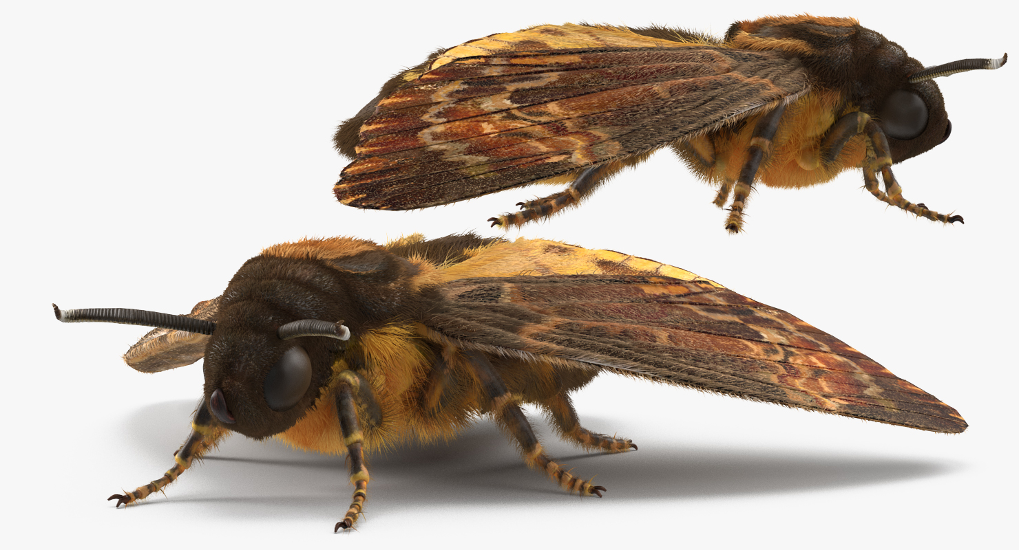 Deaths Head Hawkmoth with Fur 3D model
