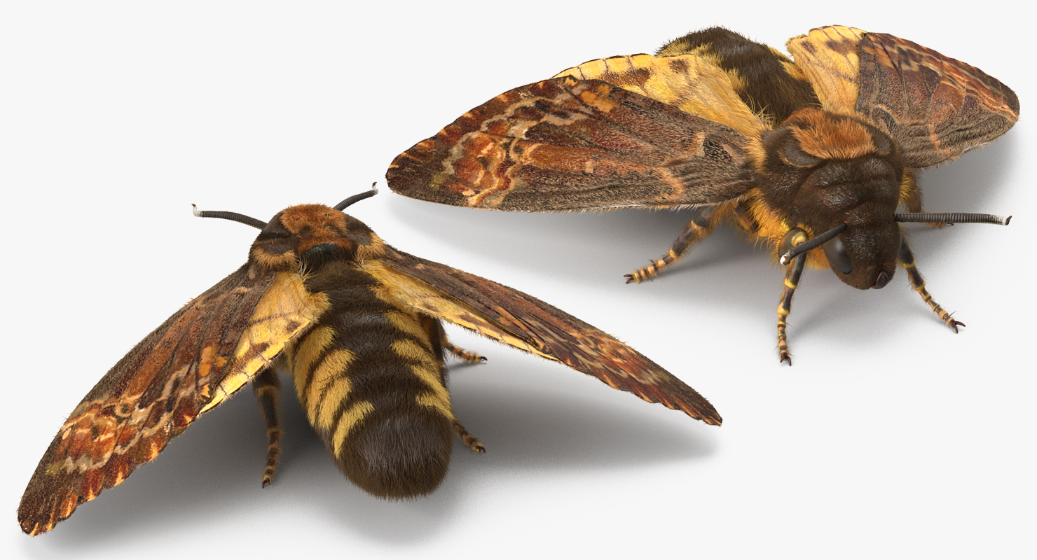 Deaths Head Hawkmoth with Fur 3D model