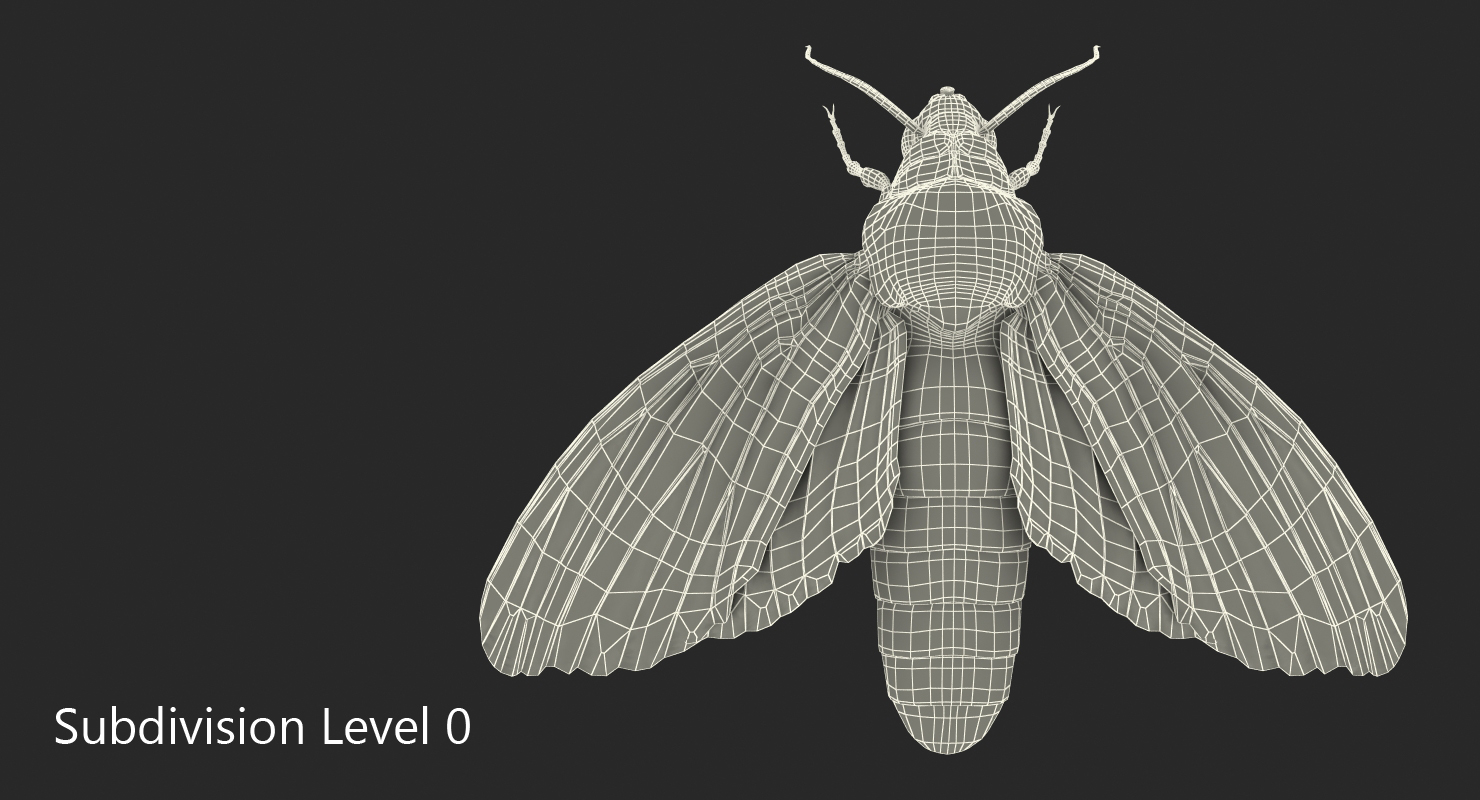 Deaths Head Hawkmoth with Fur 3D model