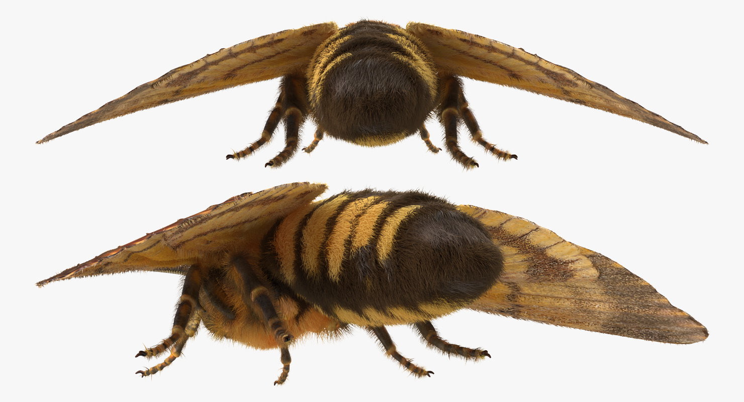 Deaths Head Hawkmoth with Fur 3D model