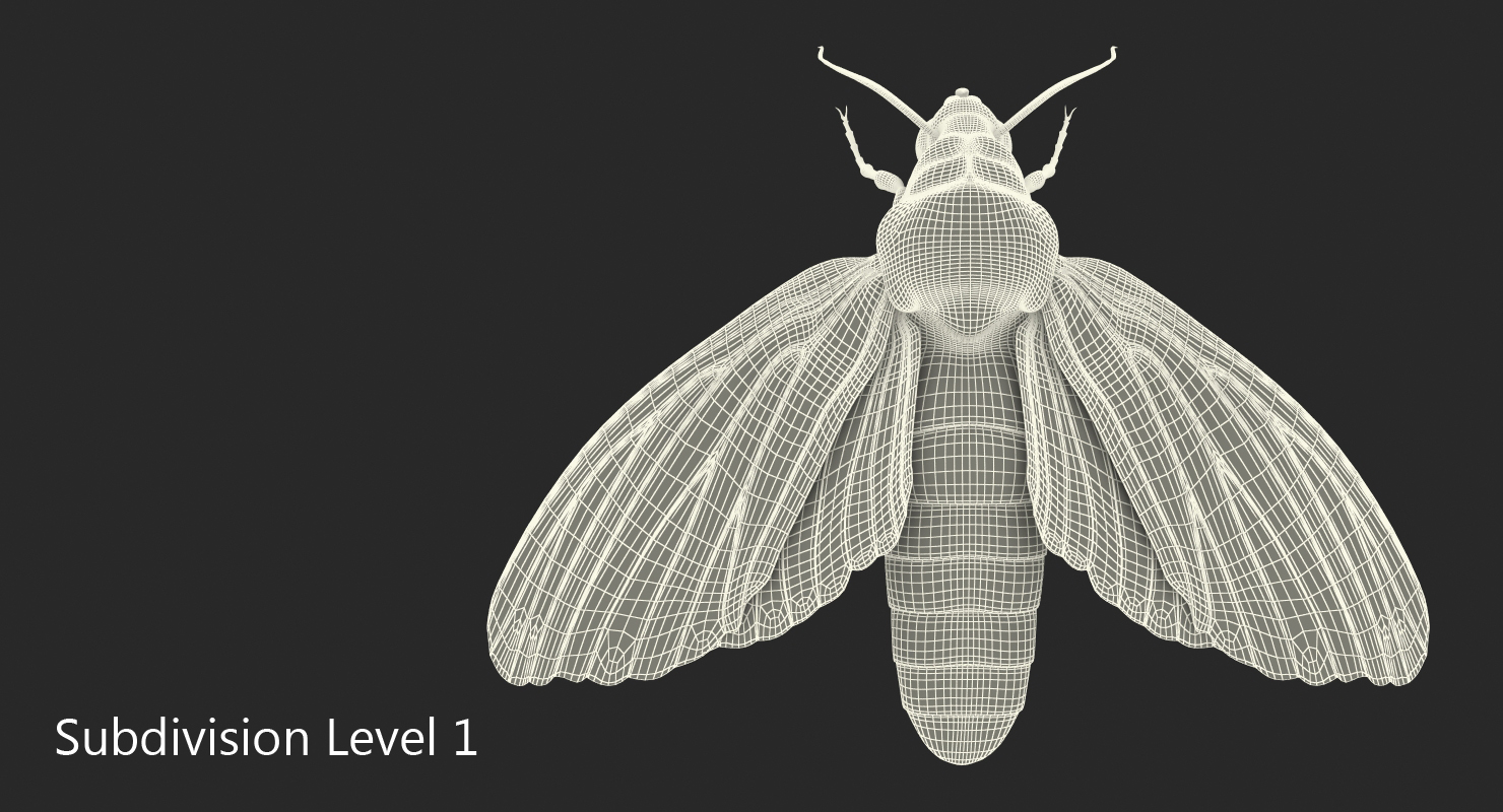 Deaths Head Hawkmoth with Fur 3D model