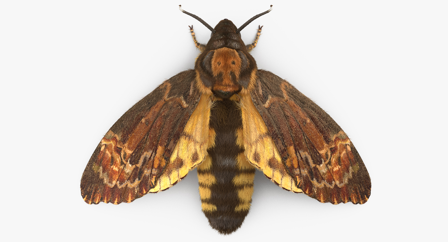 Deaths Head Hawkmoth with Fur 3D model