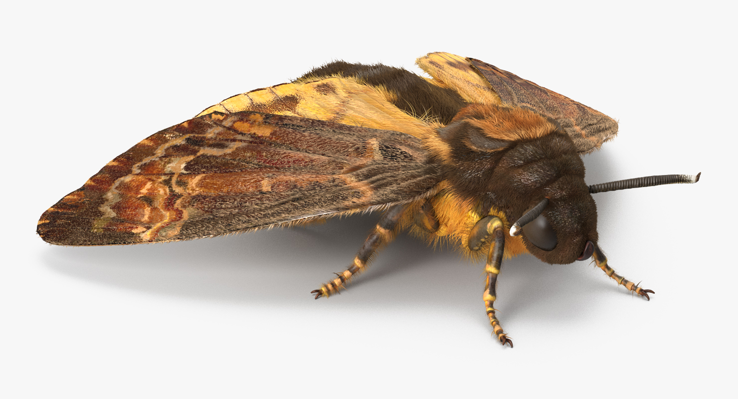 Deaths Head Hawkmoth with Fur 3D model