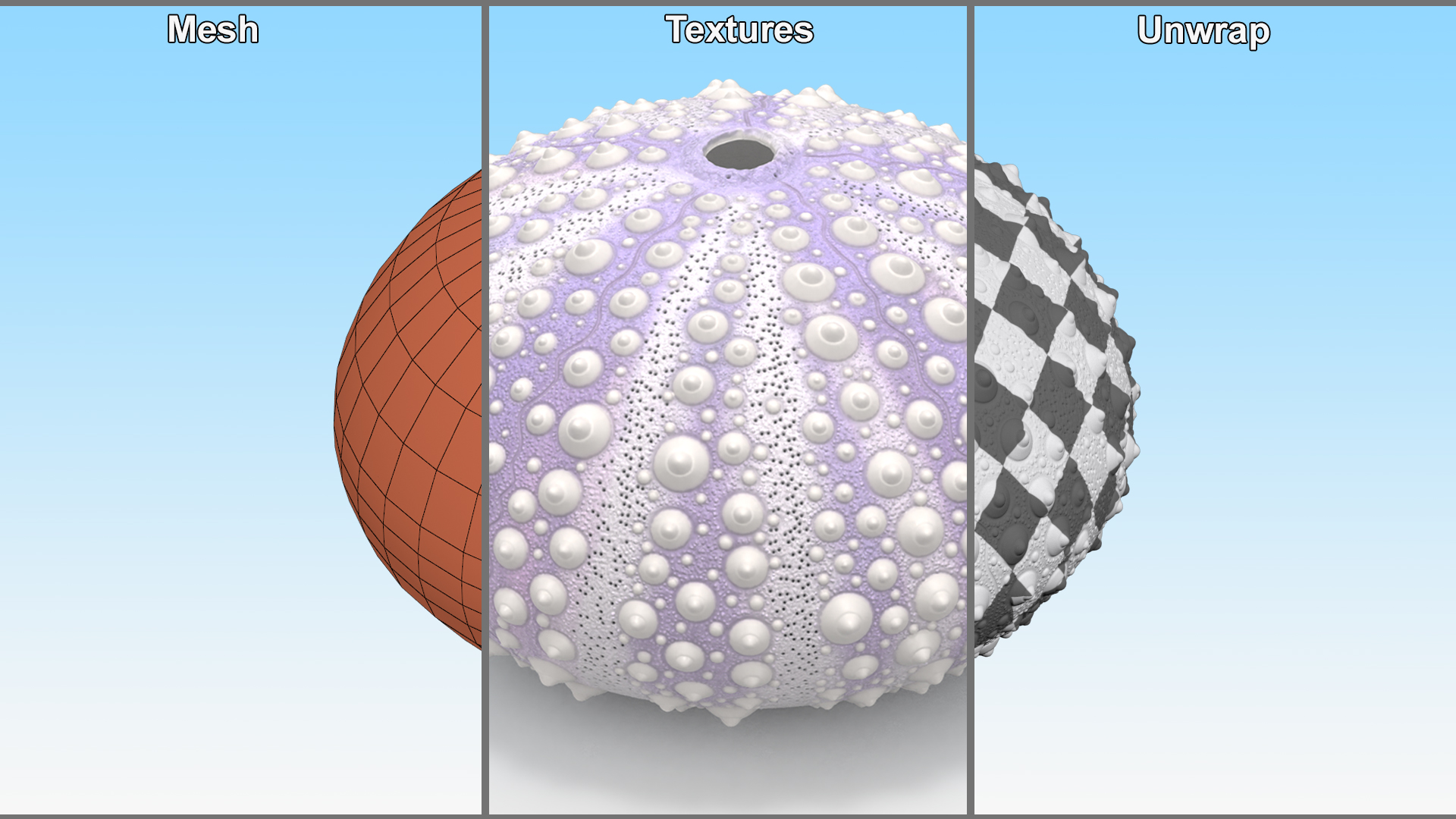 3D model Beach Decor Sea Urchin Shell Purple