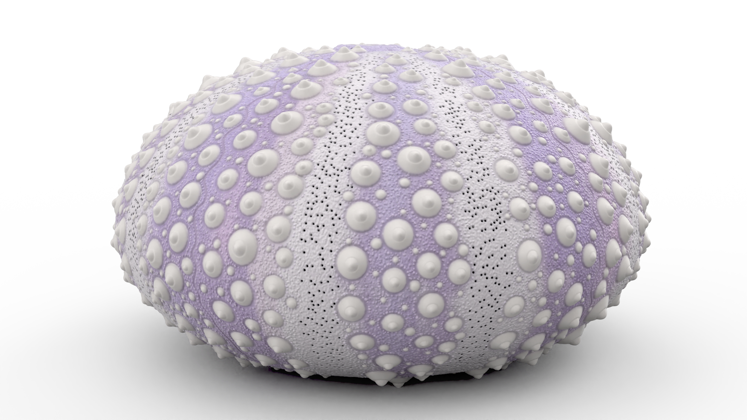 3D model Beach Decor Sea Urchin Shell Purple
