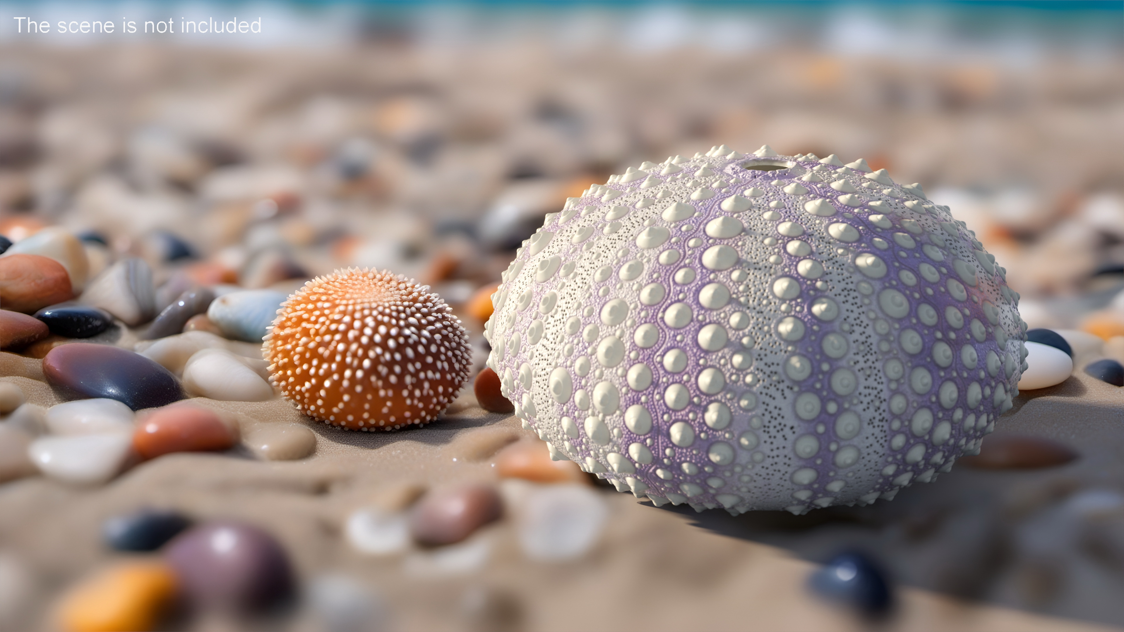 3D model Beach Decor Sea Urchin Shell Purple