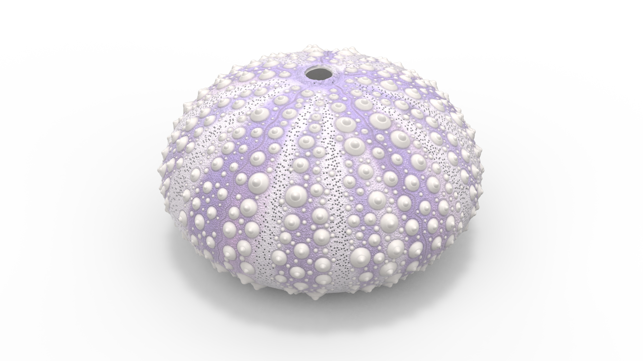 3D model Beach Decor Sea Urchin Shell Purple