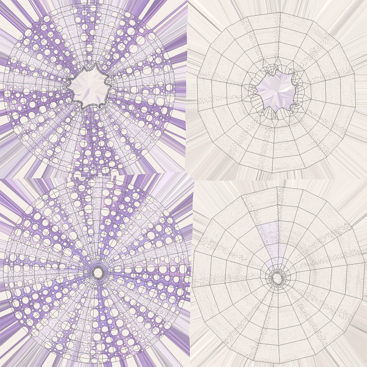 3D model Beach Decor Sea Urchin Shell Purple