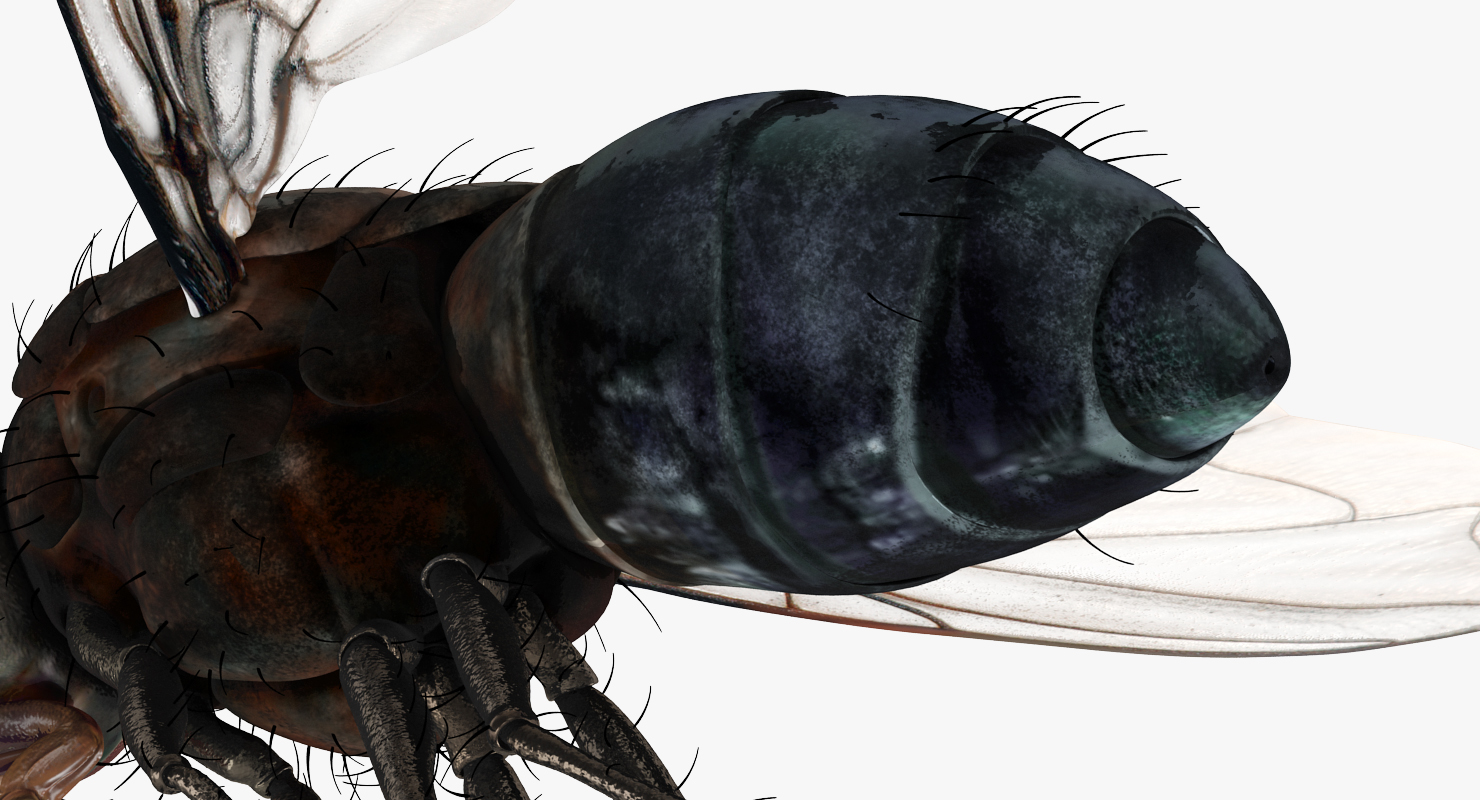 3D model Fly Pose 3