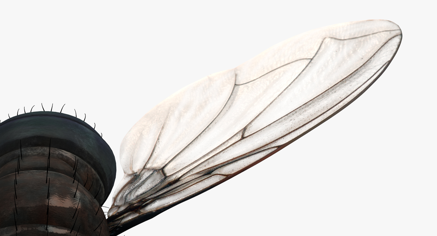 3D model Fly Pose 3