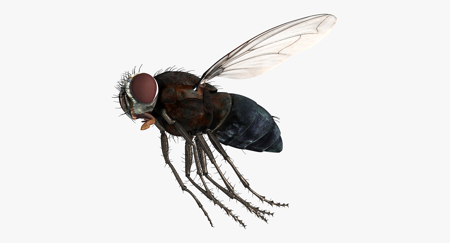 3D model Fly Pose 3