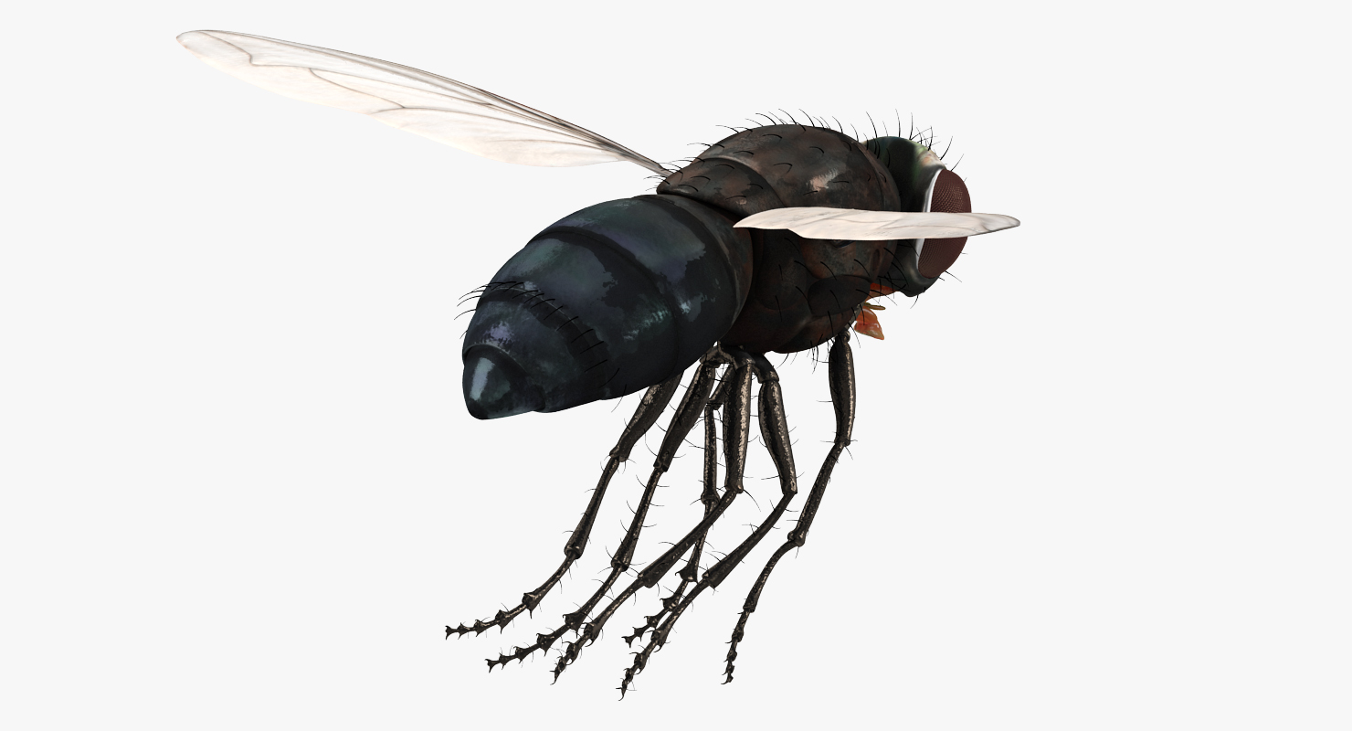 3D model Fly Pose 3