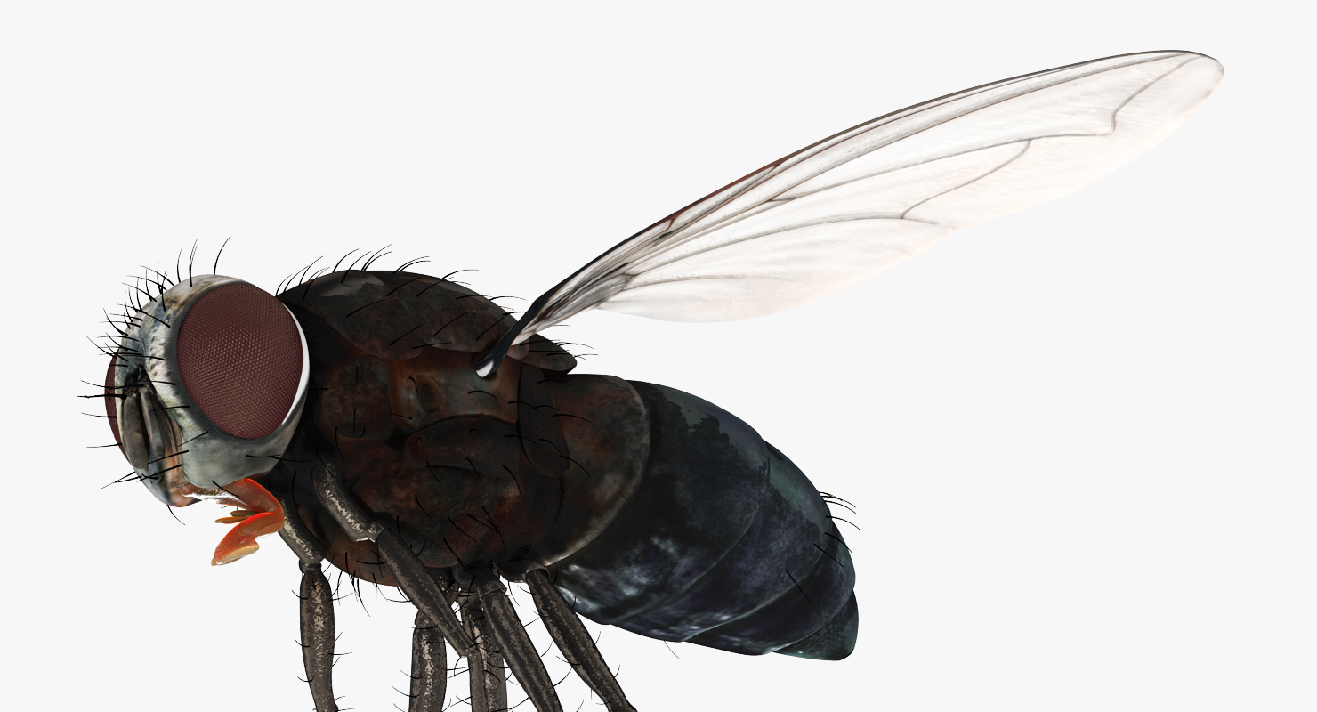 3D model Fly Pose 3