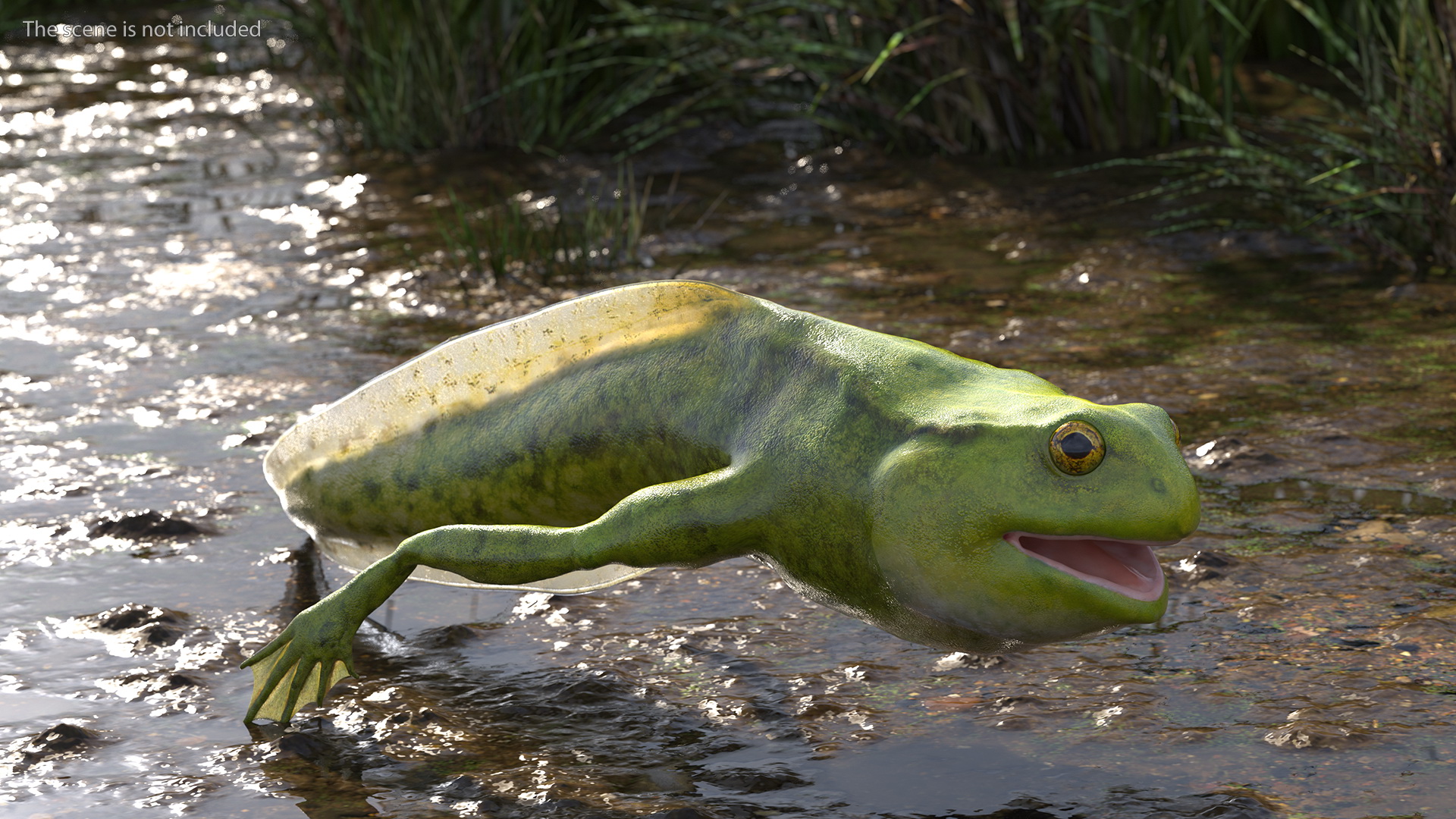 3D Tadpole Late Stage model