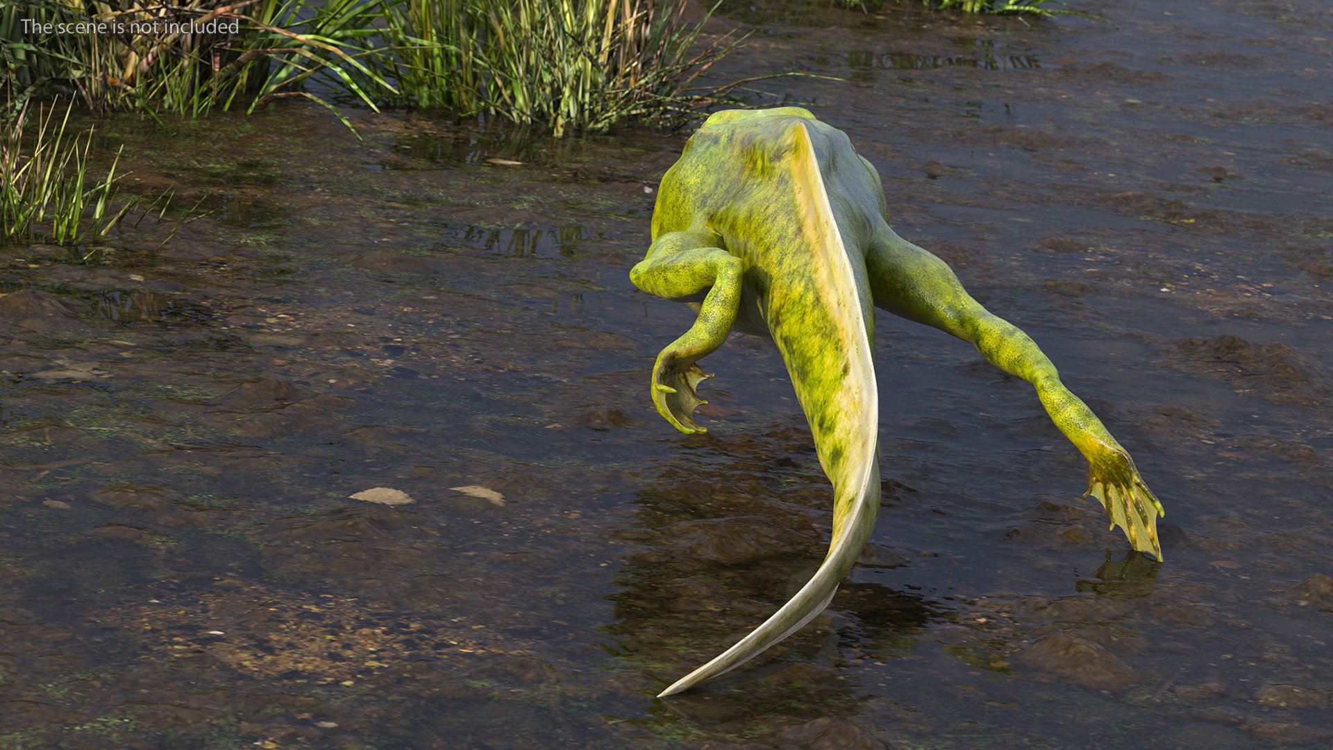 3D Tadpole Late Stage model