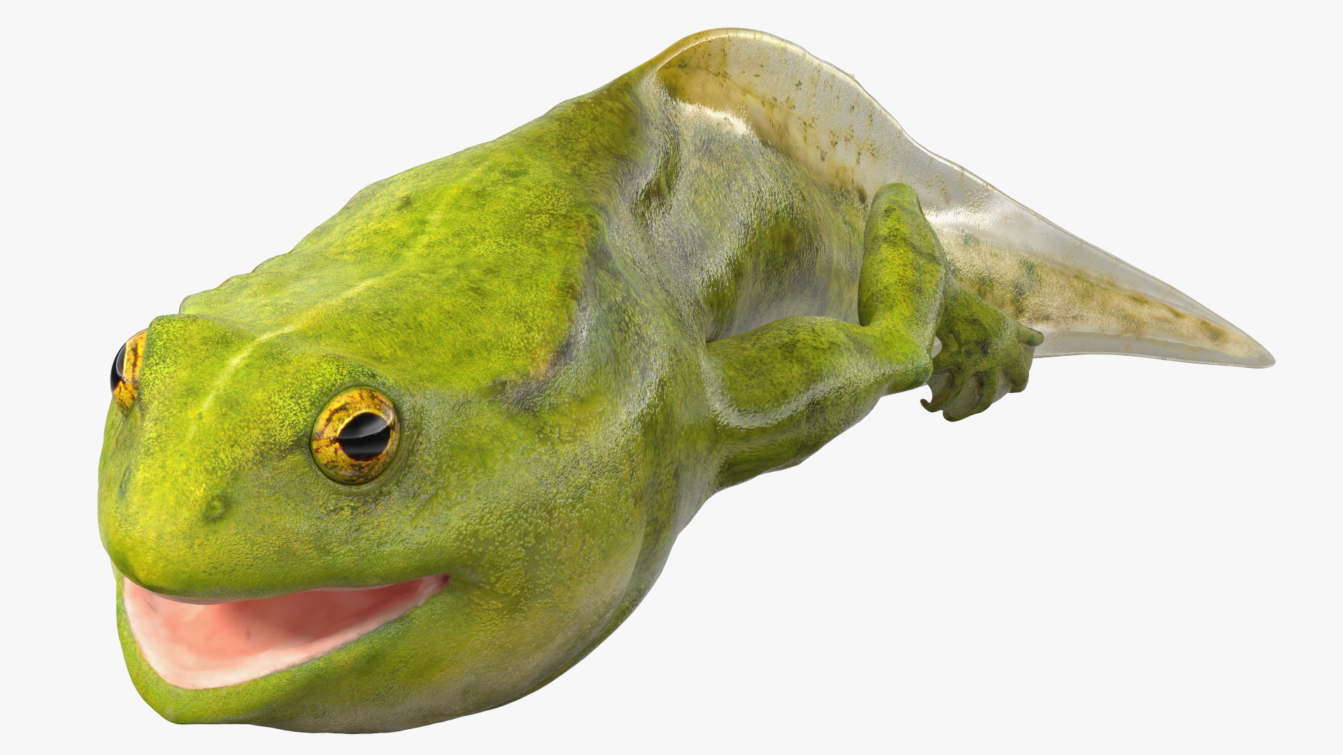 3D Tadpole Late Stage model