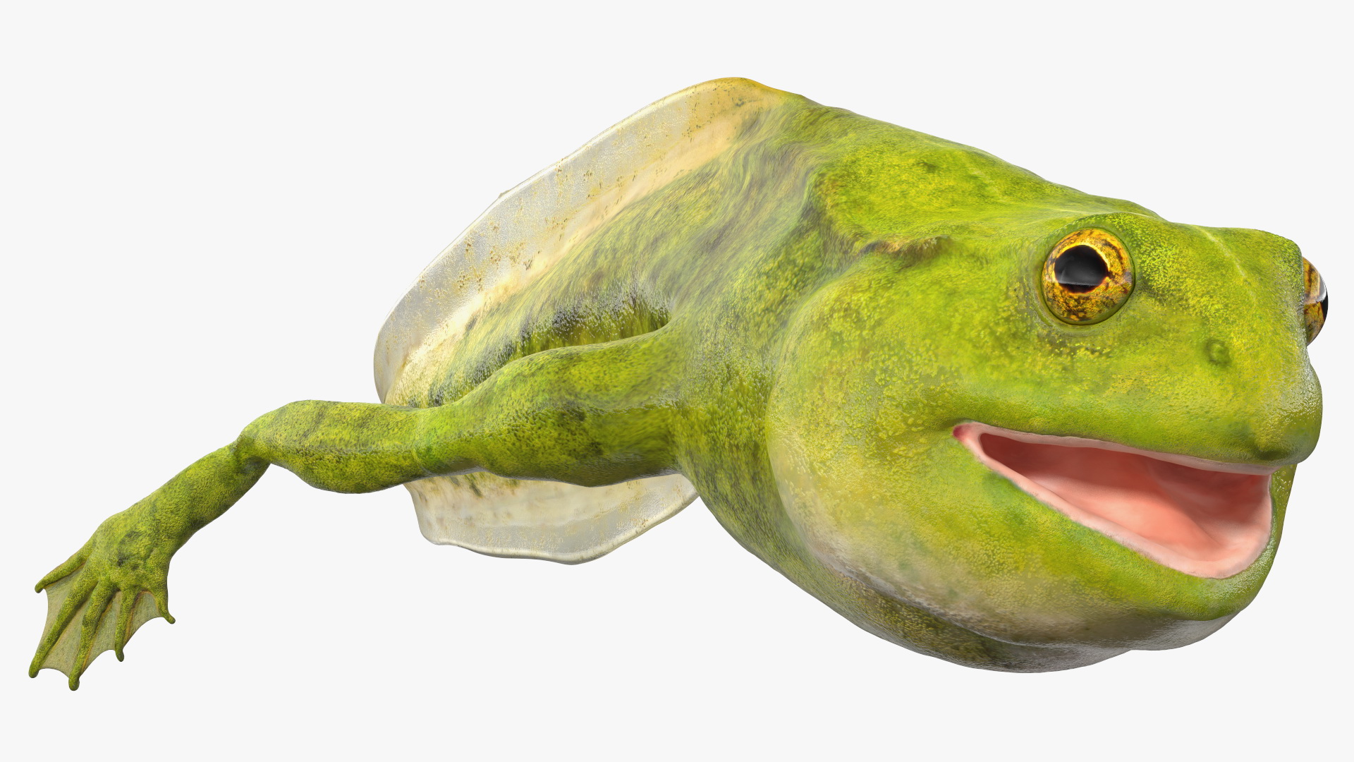 3D Tadpole Late Stage model