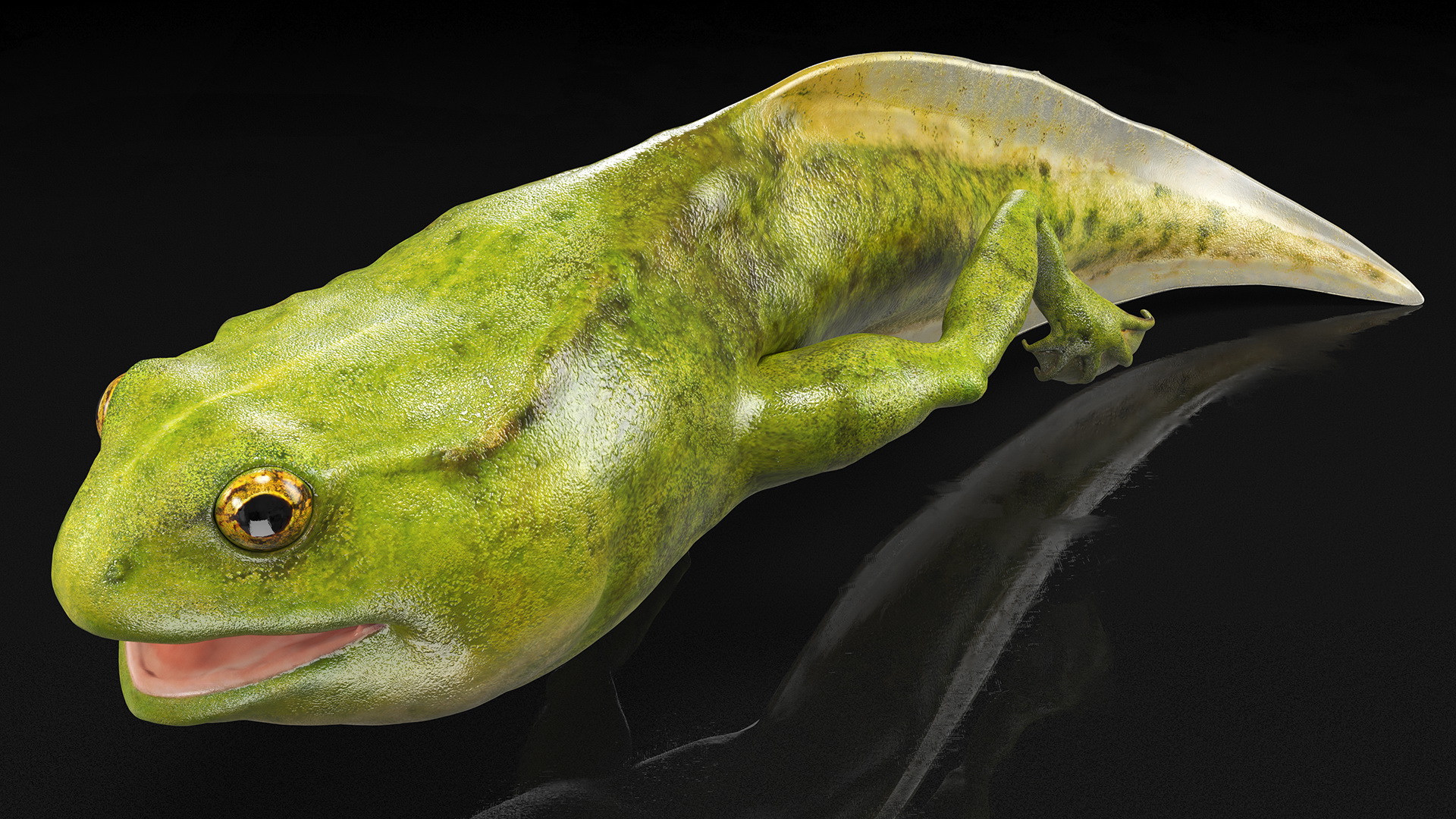 3D Tadpole Late Stage model
