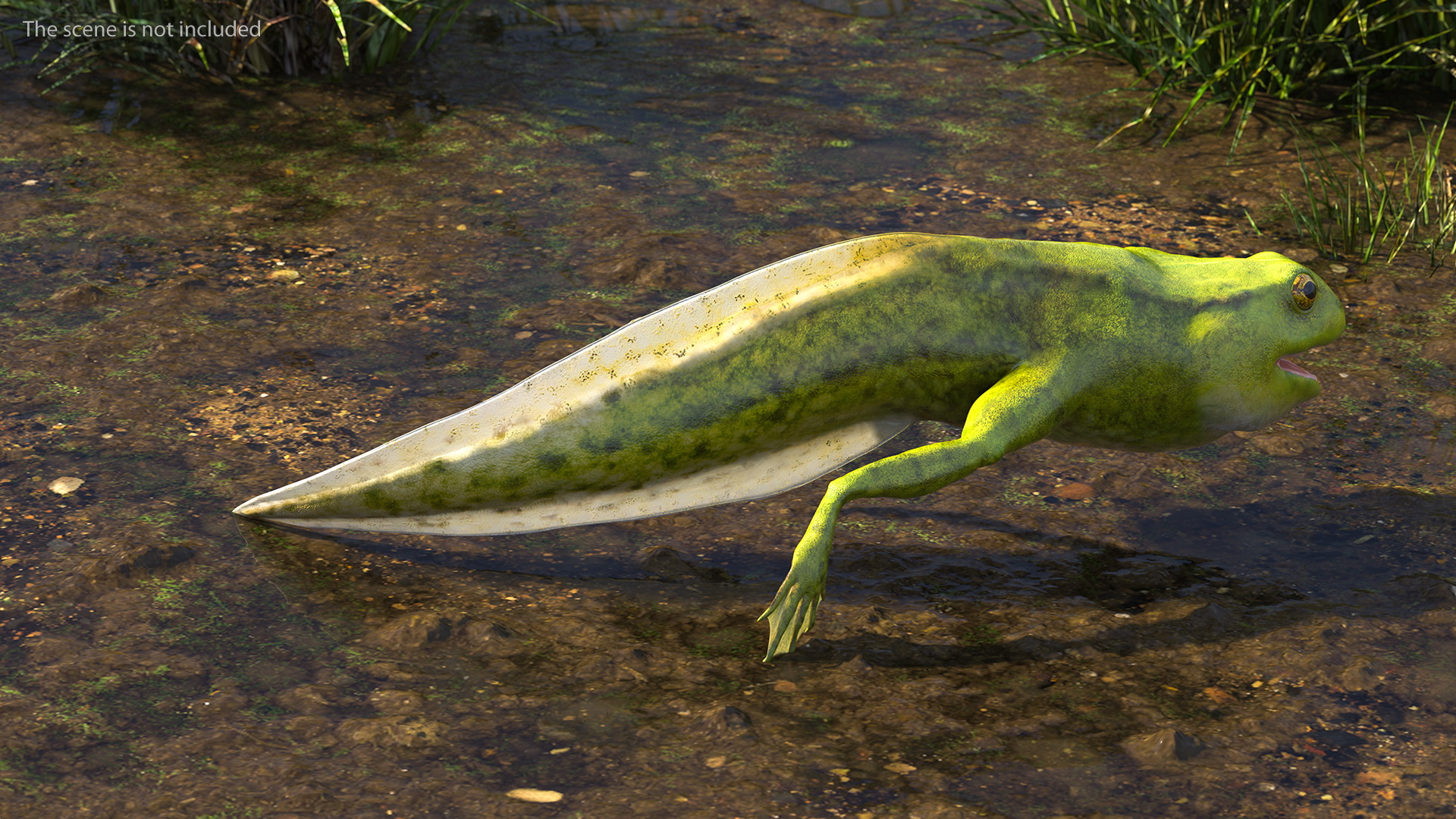 3D Tadpole Late Stage model