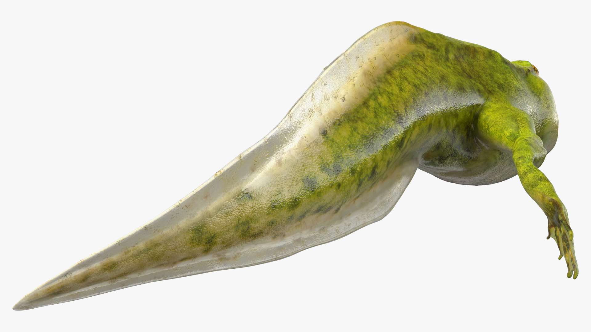 3D Tadpole Late Stage model