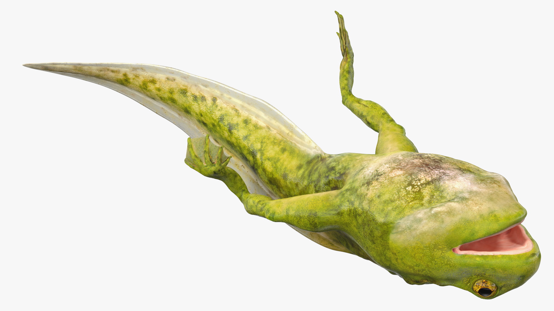 3D Tadpole Late Stage model