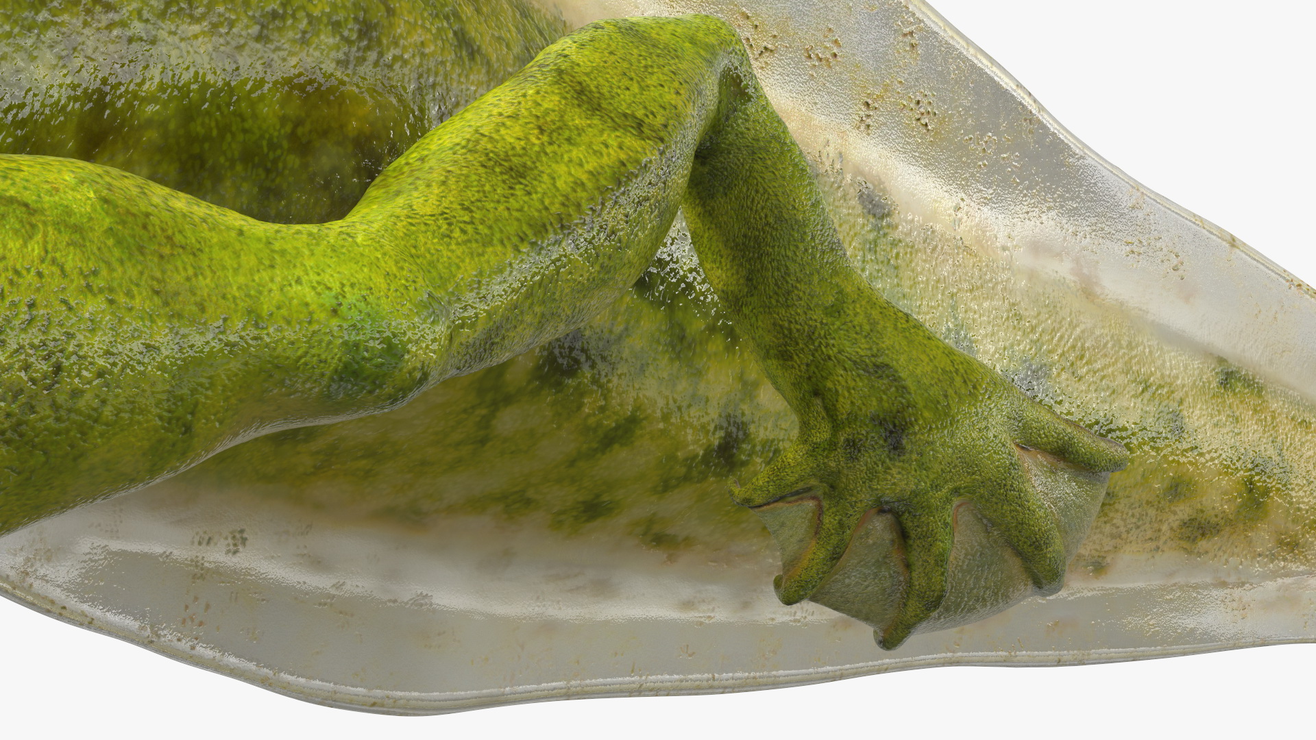 3D Tadpole Late Stage model