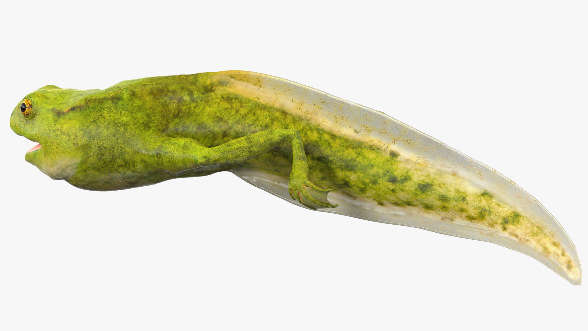 3D Tadpole Late Stage model