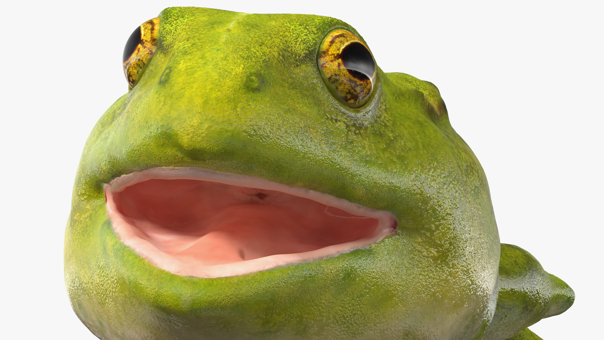 3D Tadpole Late Stage model