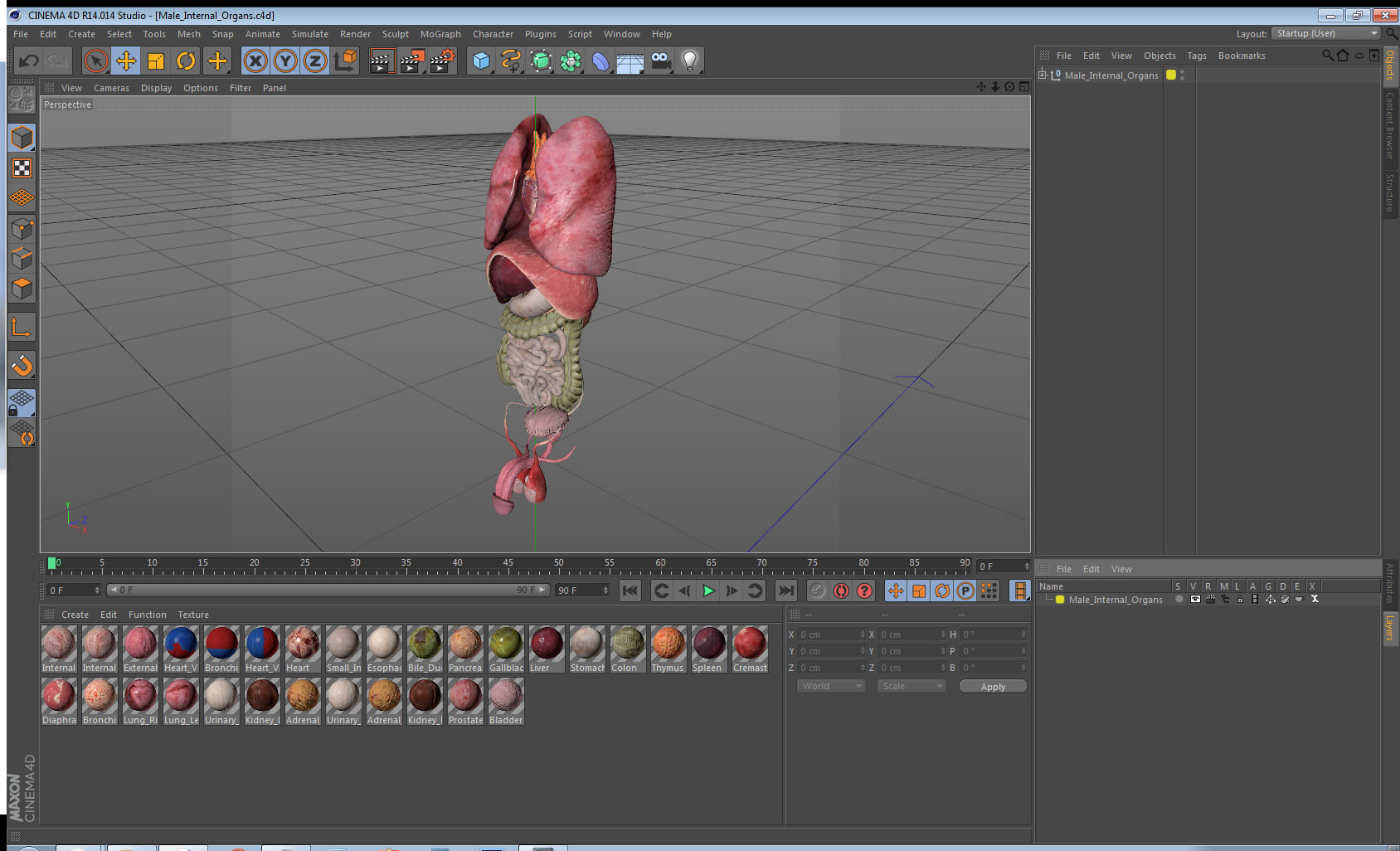 3D model Male Internal Organs