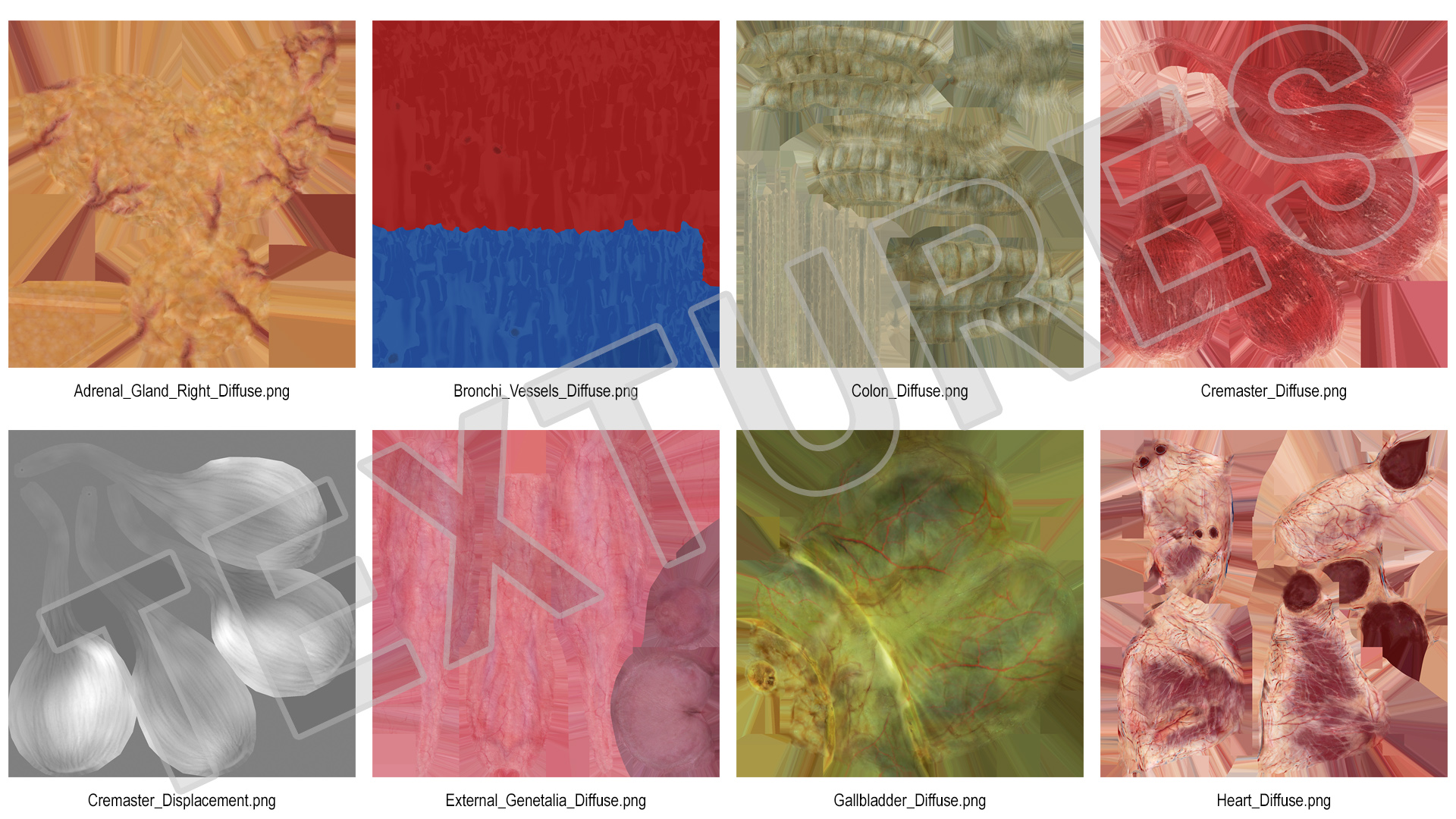 3D model Male Internal Organs
