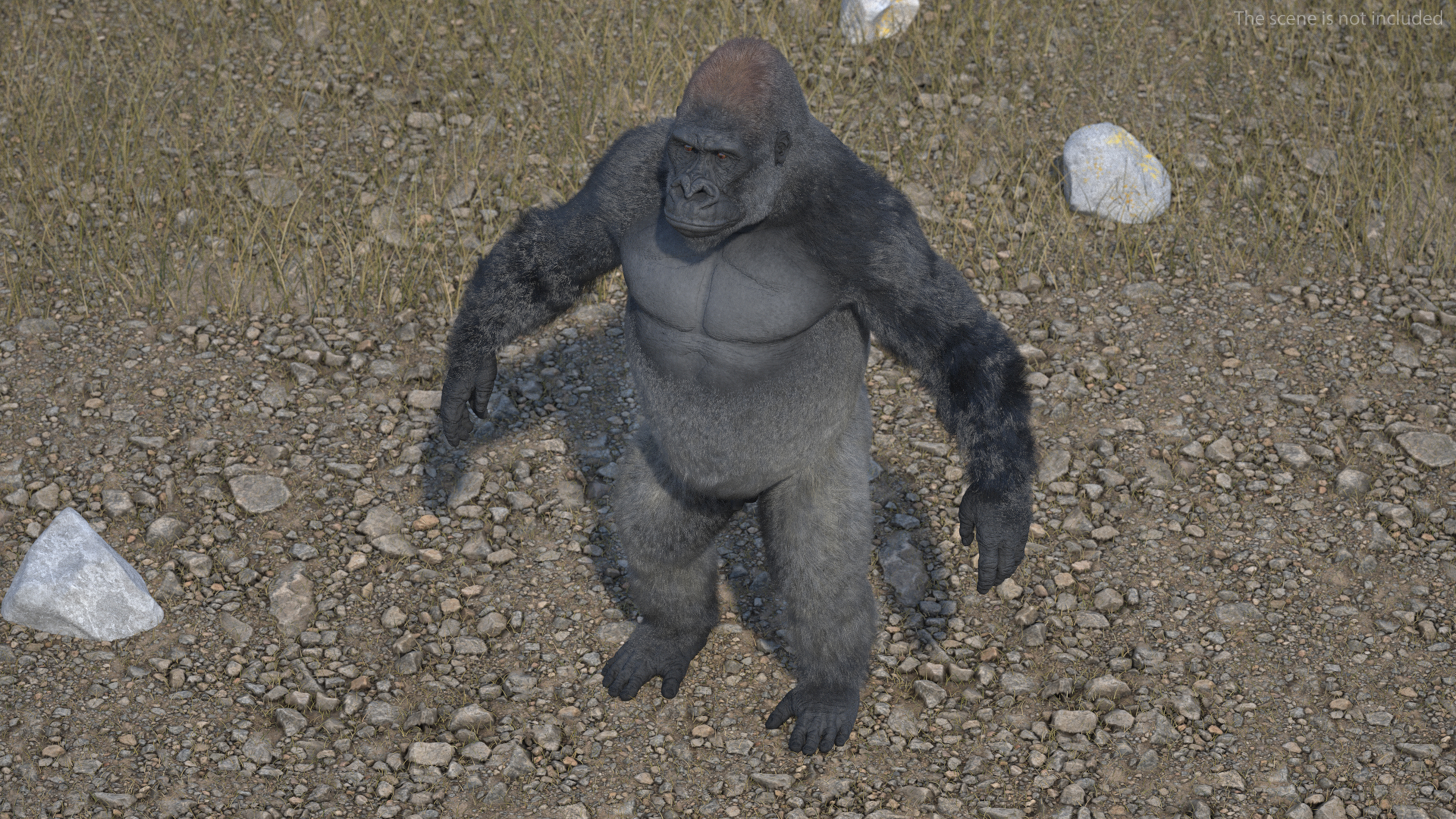 Western Gorilla Base Pose Fur 3D model