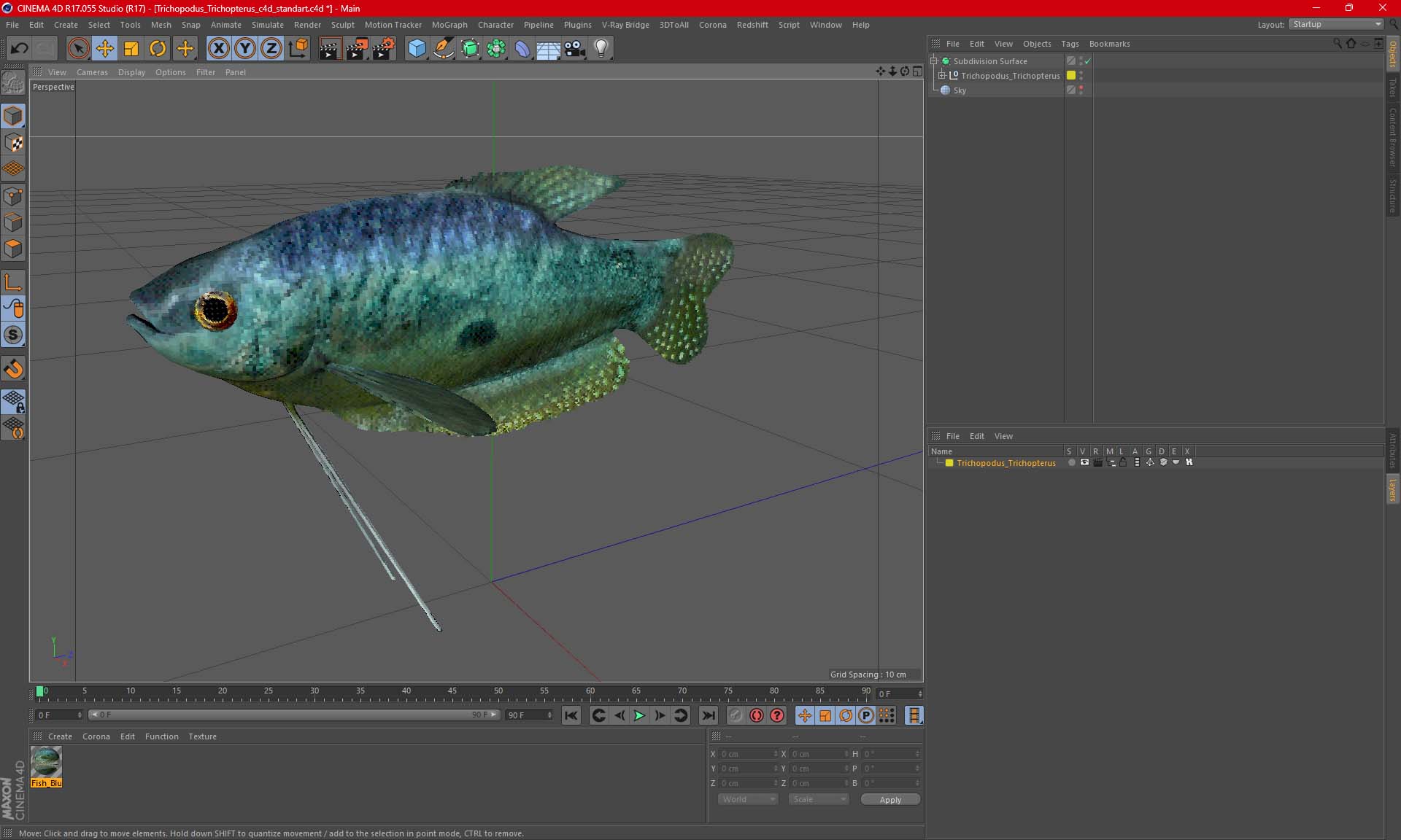 Trichopodus Trichopterus 3D model
