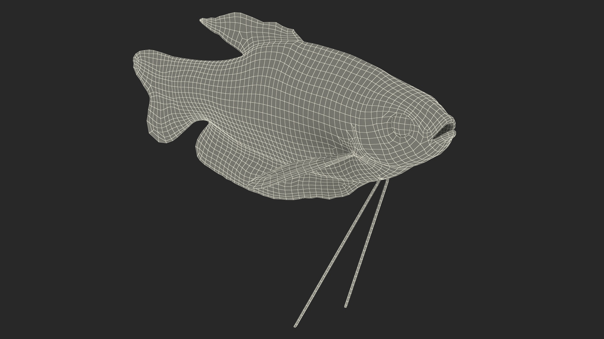 Trichopodus Trichopterus 3D model