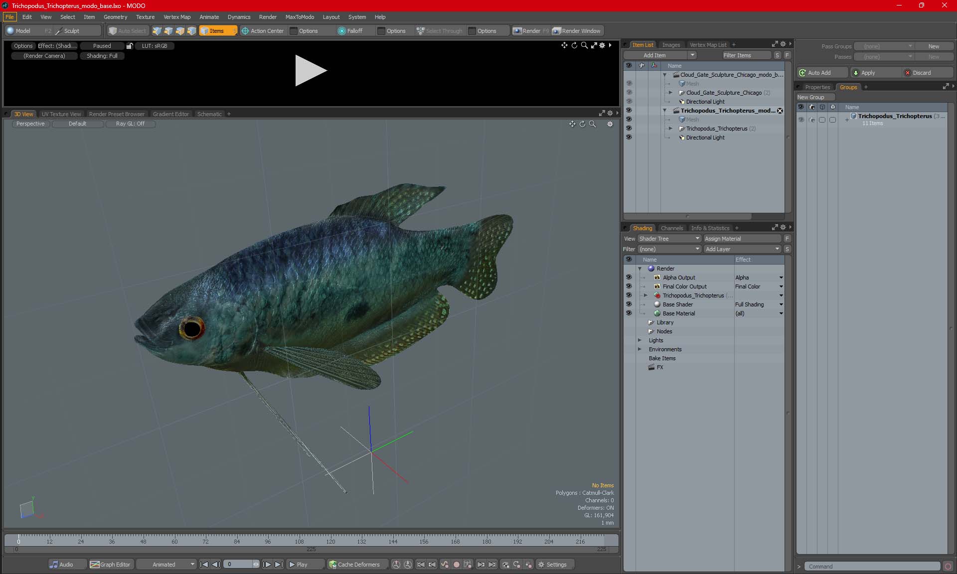 Trichopodus Trichopterus 3D model