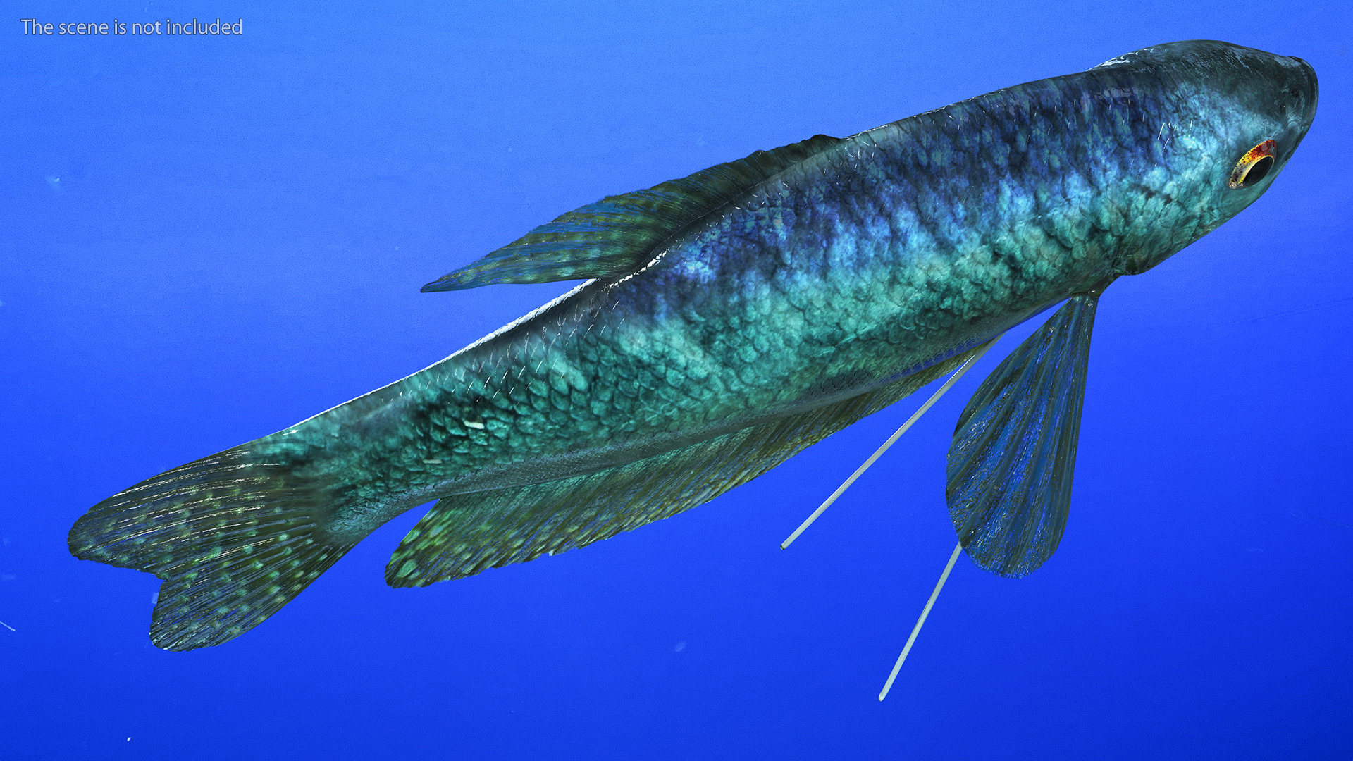 Trichopodus Trichopterus 3D model
