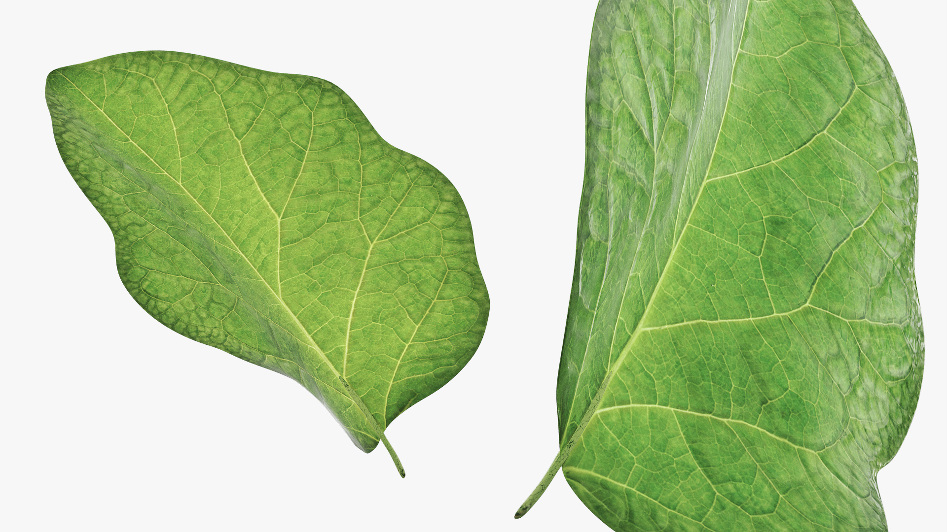 Eggplant Leaf with Organic Structure Green, view 4
