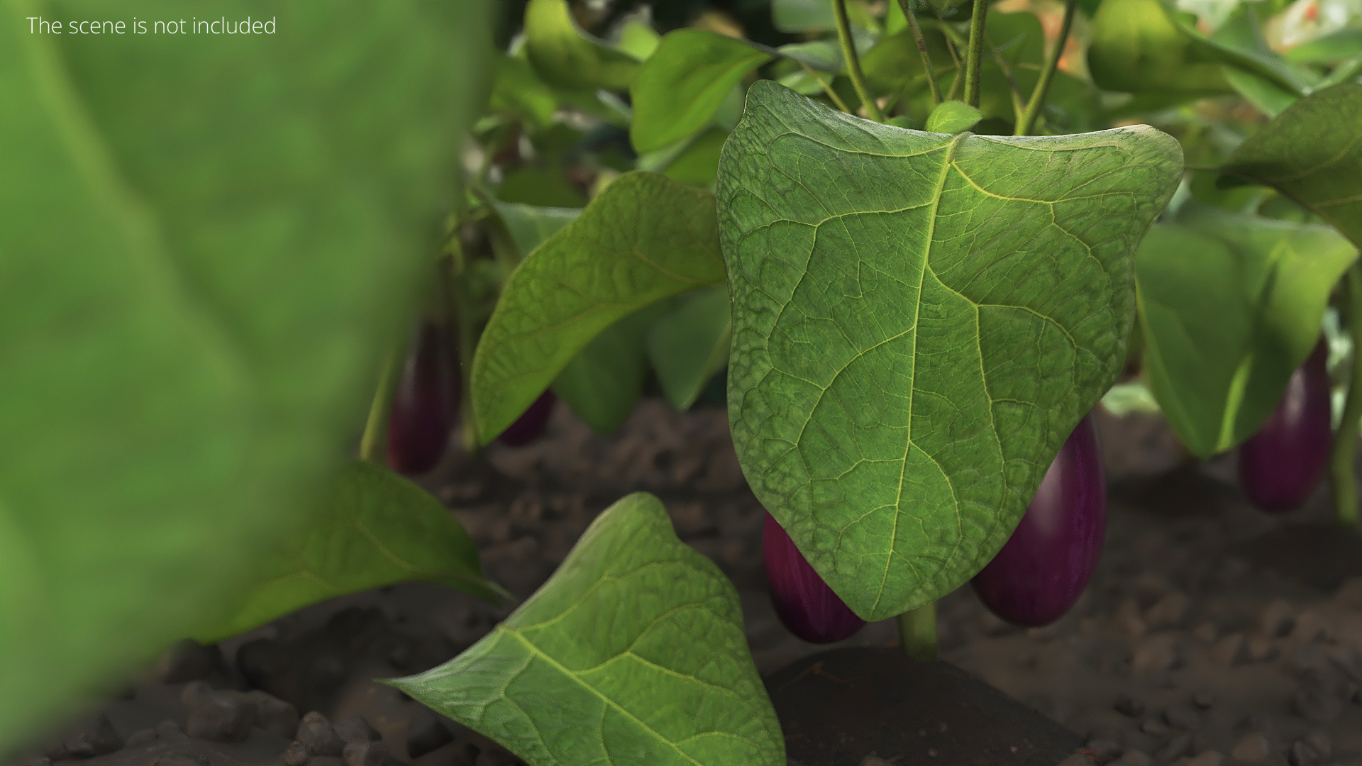 Eggplant Leaf with Organic Structure Green, view 2