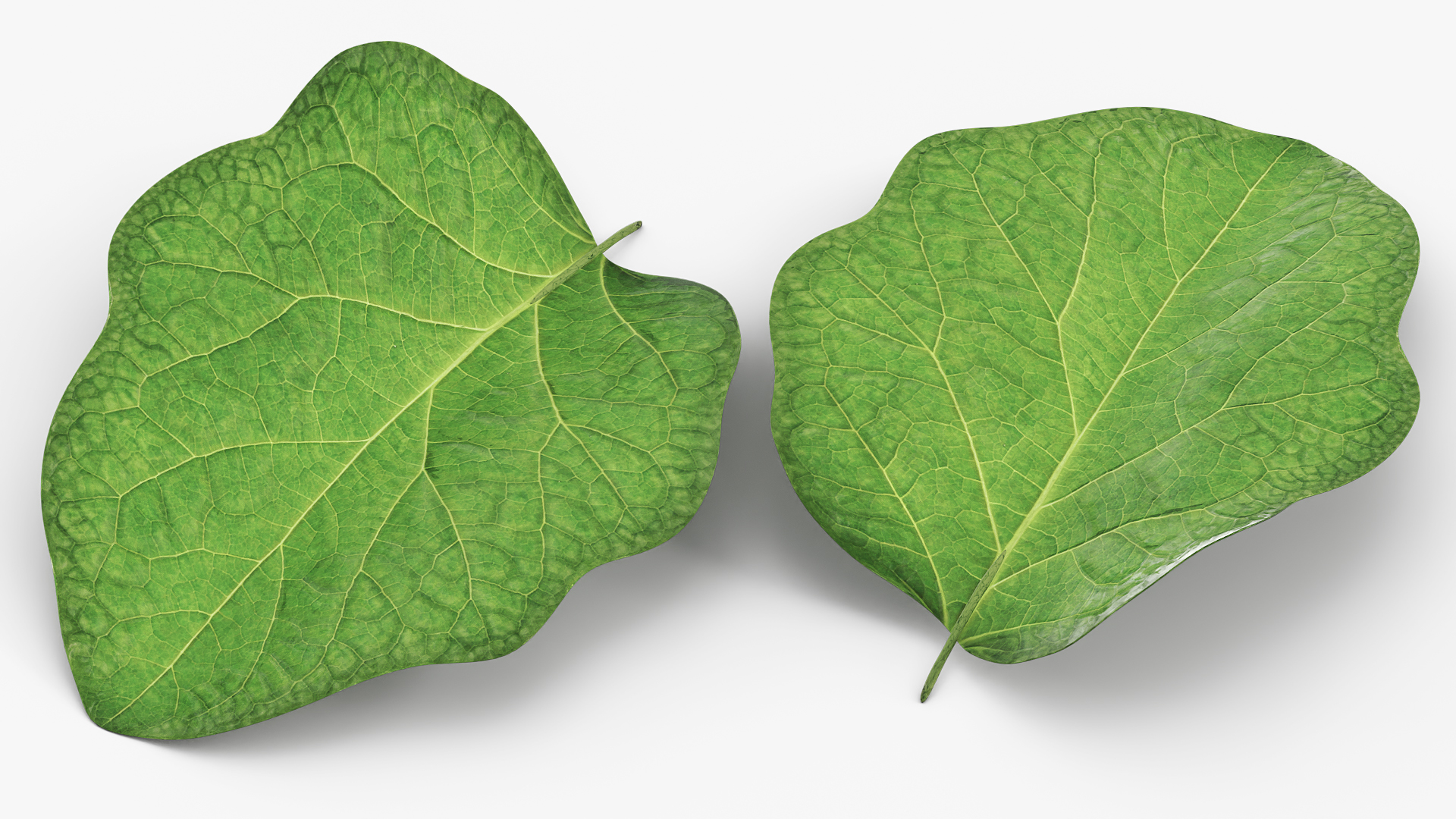 Eggplant Leaf with Organic Structure Green